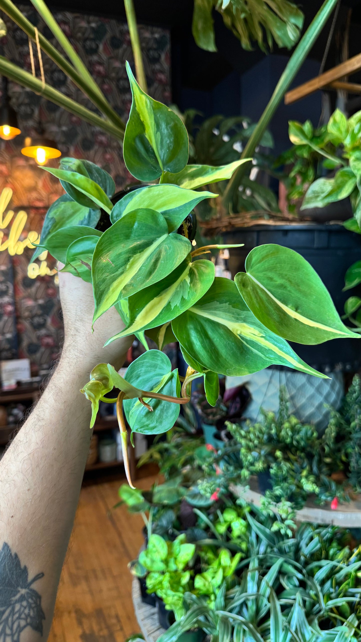 4” Brazil Philodendron