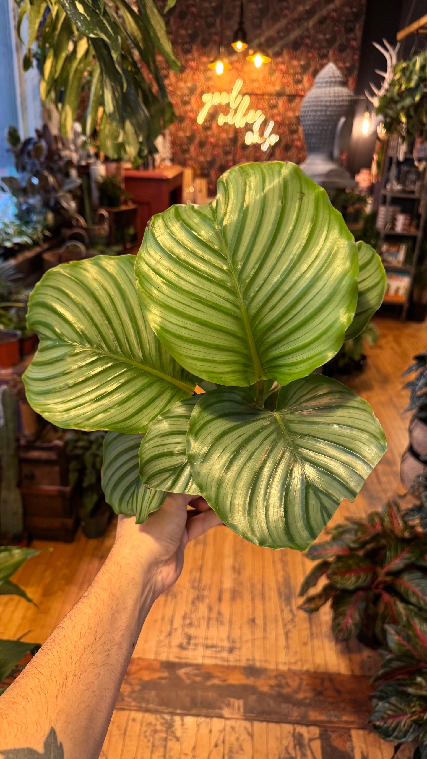 6” Orbifolia Calathea