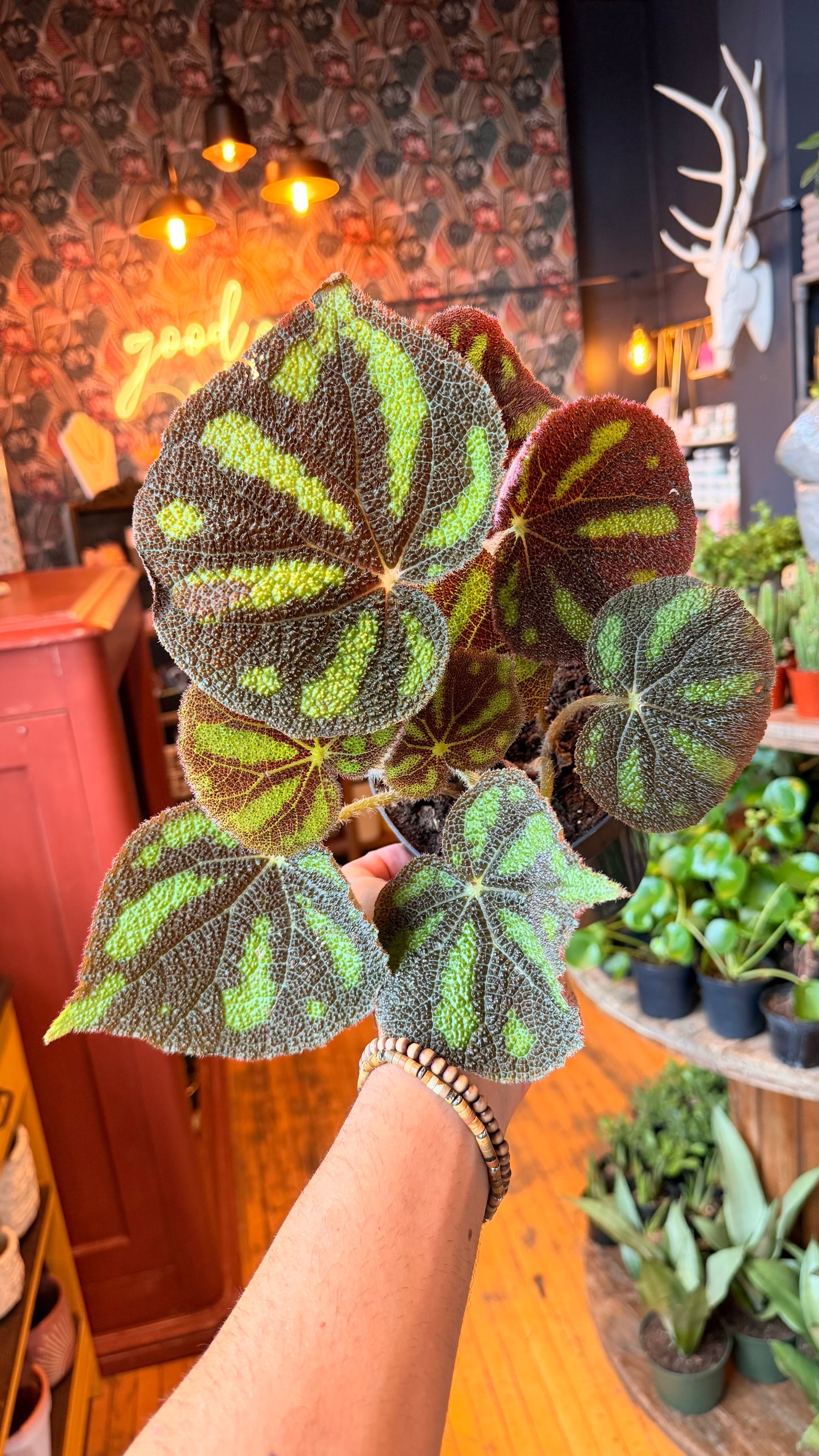 6” Begonia Boulder