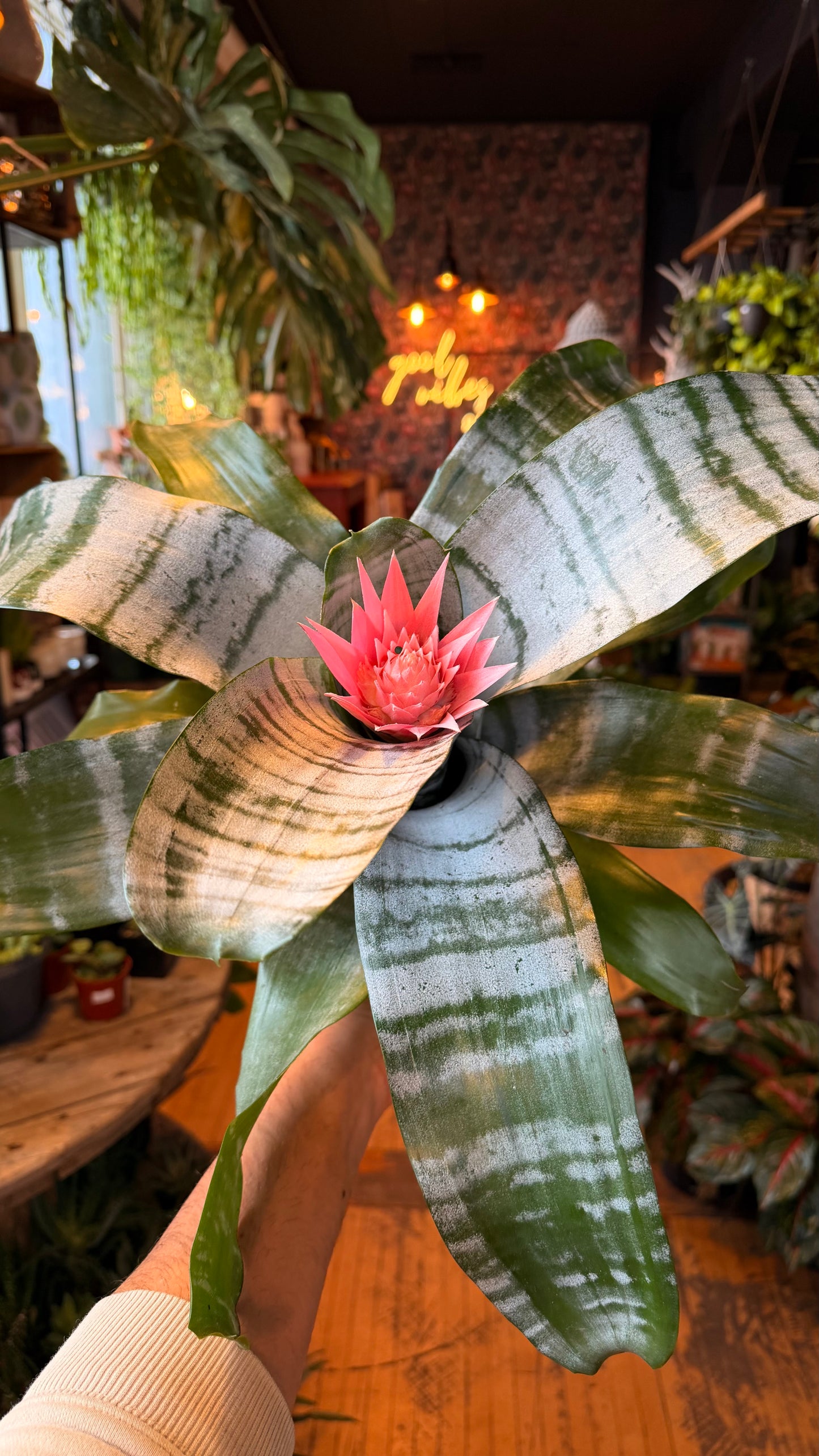 6” Silver Vase Bromeliad