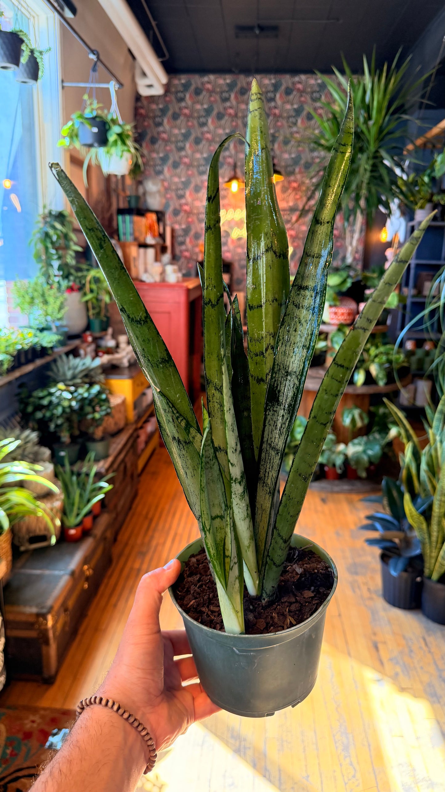 6” Spearmint Snake Plant
