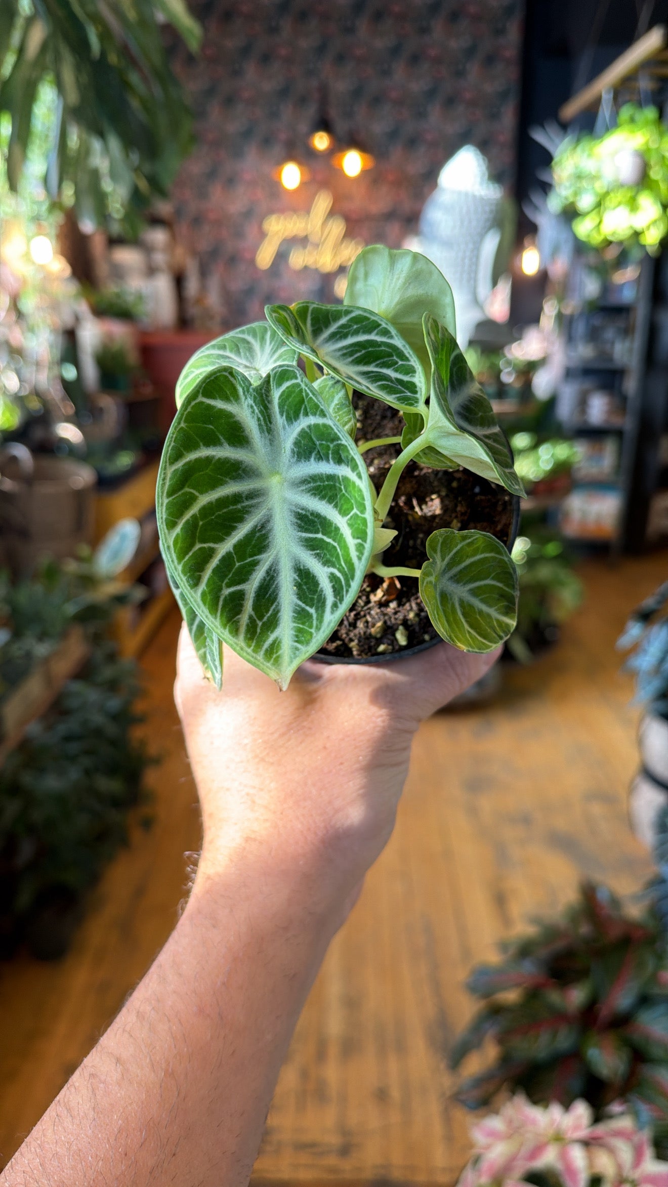 4” Alocasia Ninja