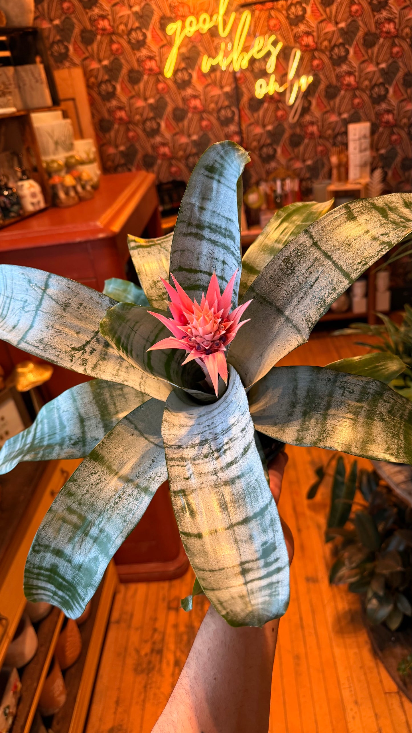 6” Silver Vase Bromeliad