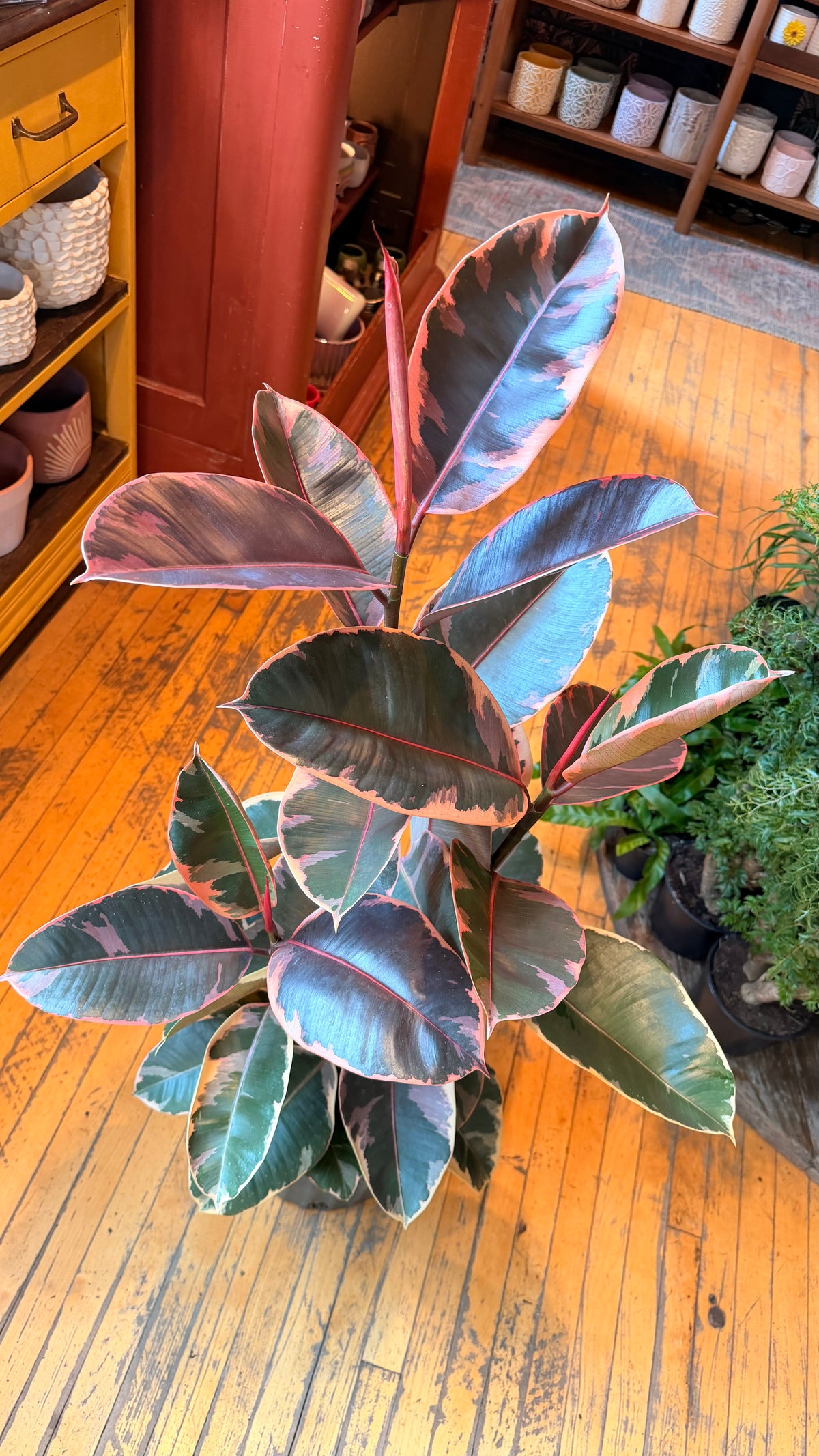 10” Ruby Rubber Plant