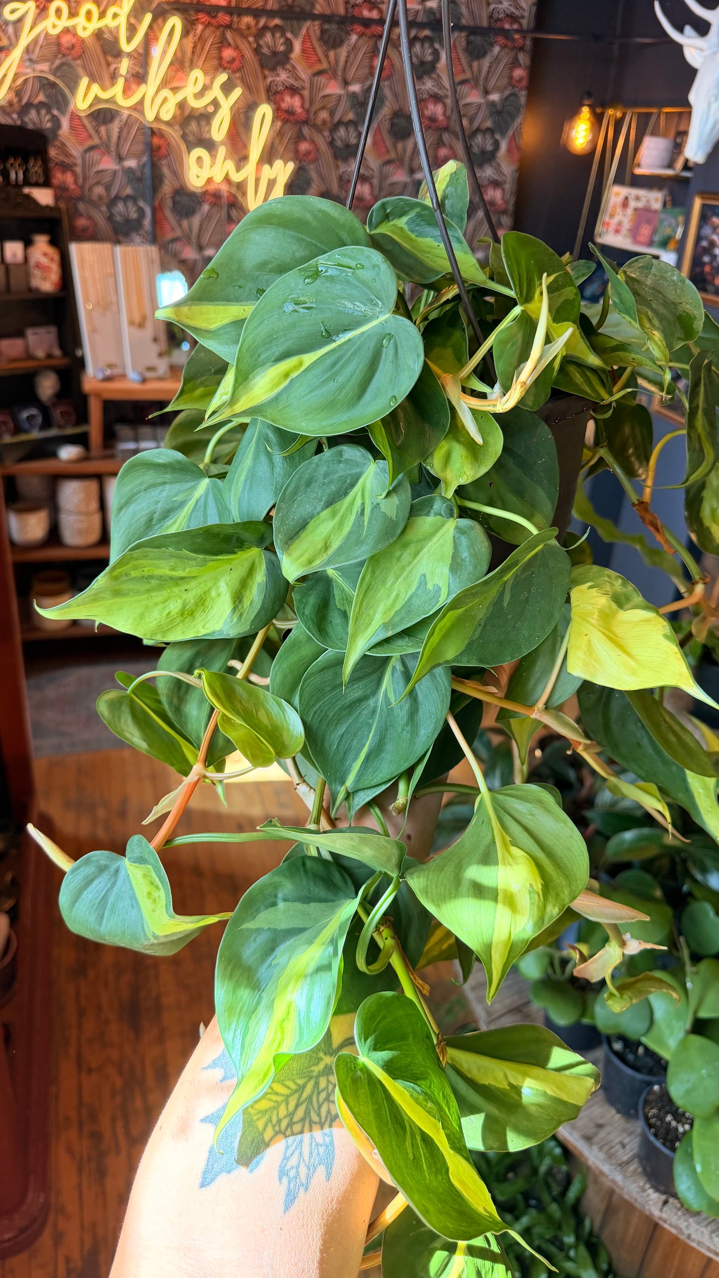 6” Brazil Philodendron
