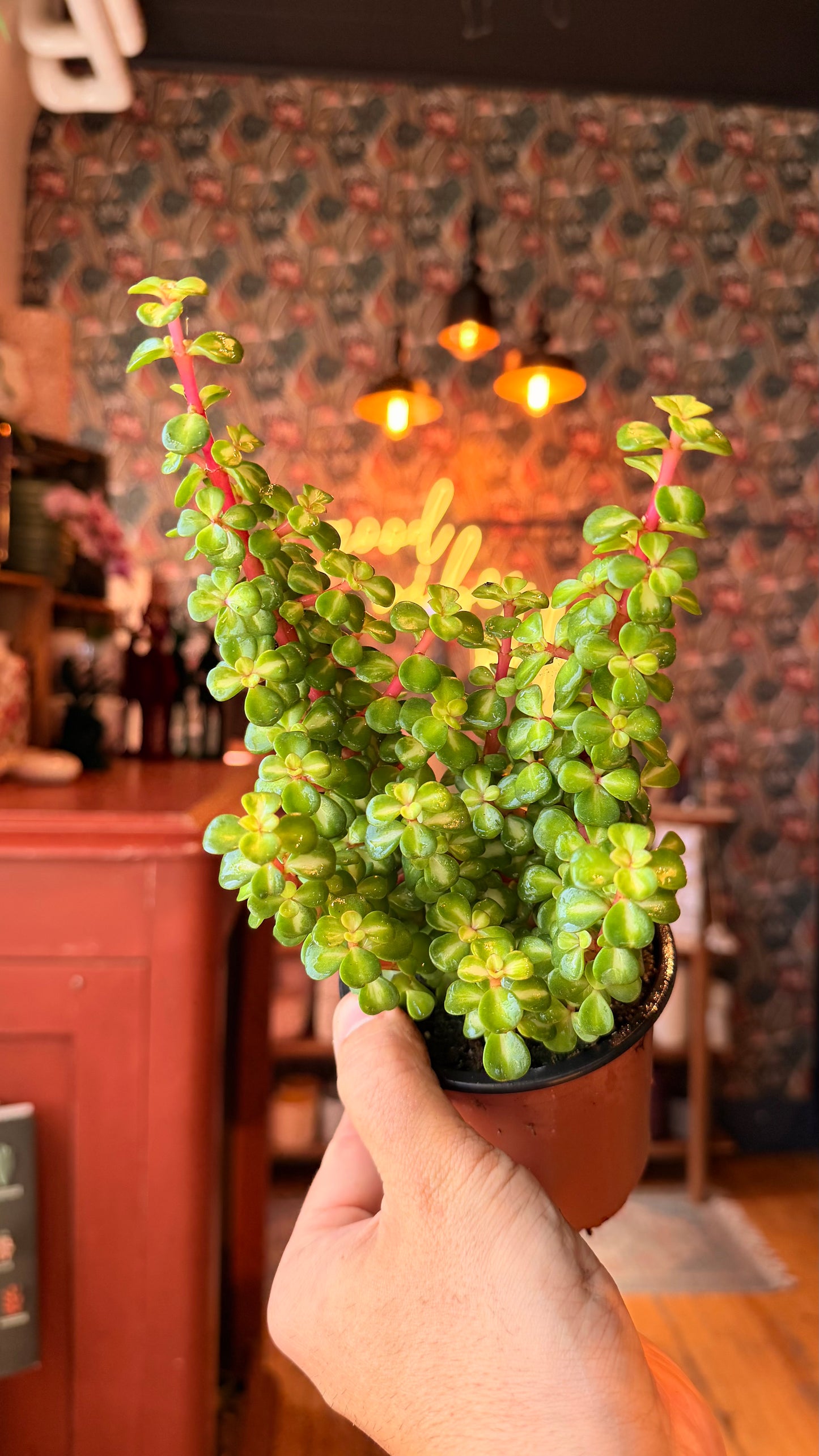 4” Variegated Magenta Stem Elephant Jade