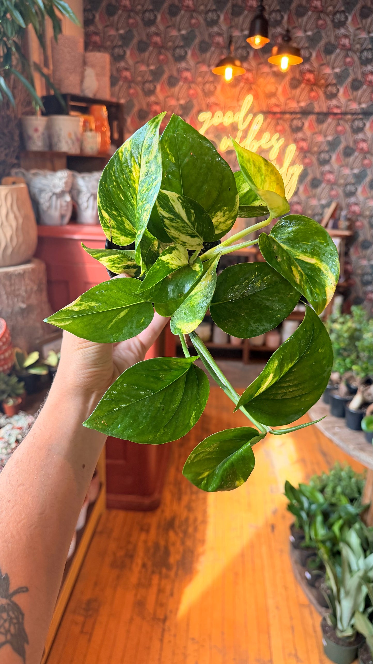 4” Golden Pothos