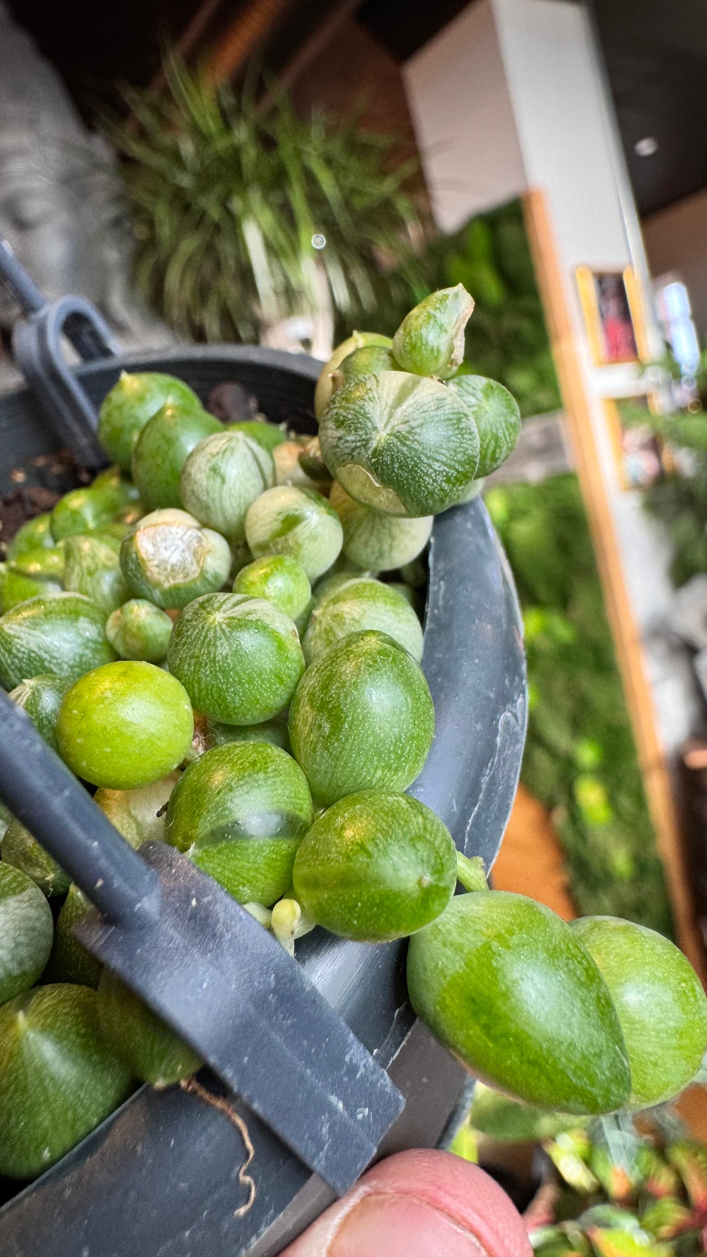 4” String of Pearls Variegated Hanging Basket