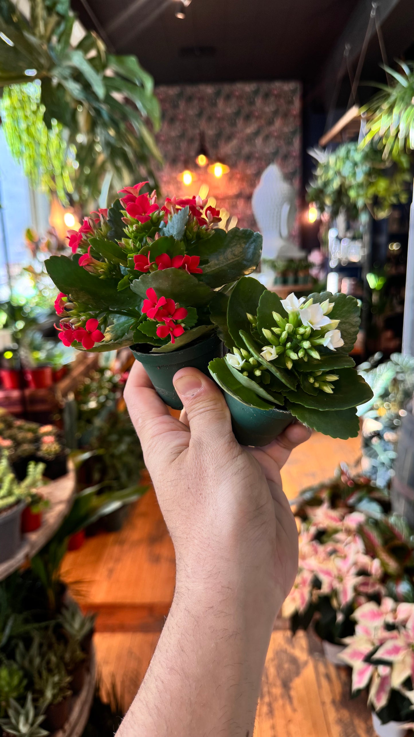 2.5” Kalanchoe ‘Christmas’