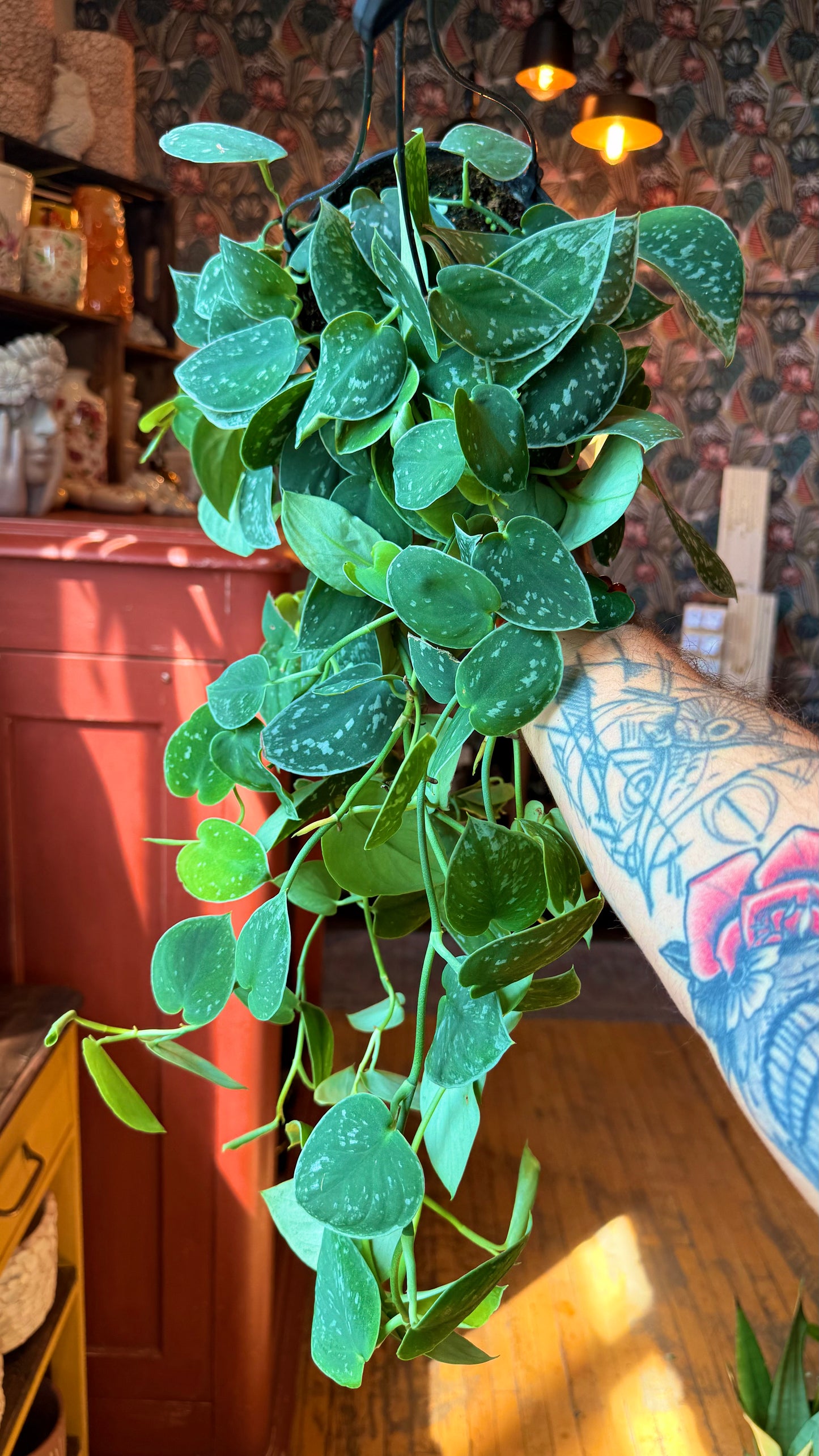 6” Silvery Anne Scindapsus