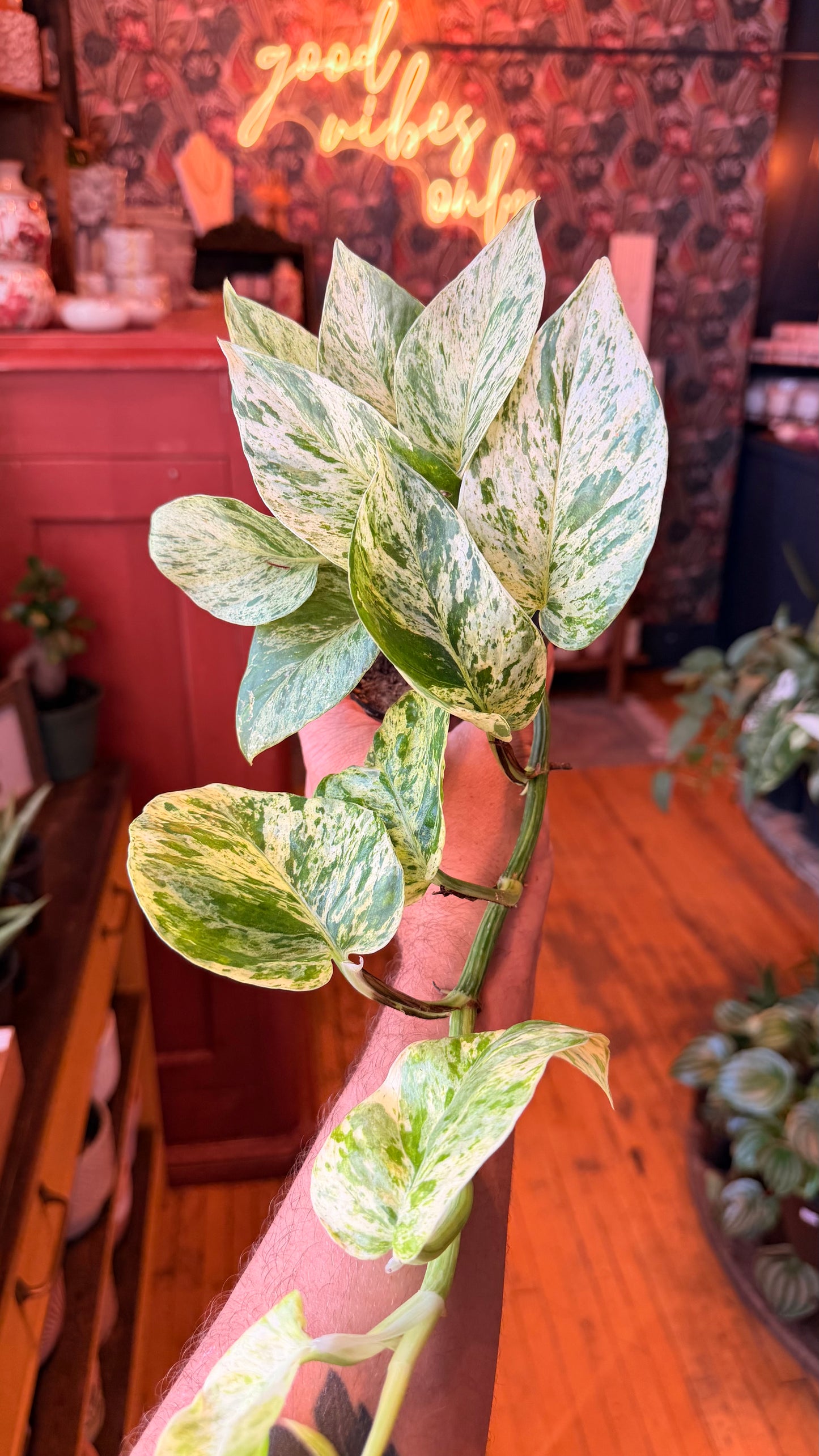 4” Snow Queen Pothos
