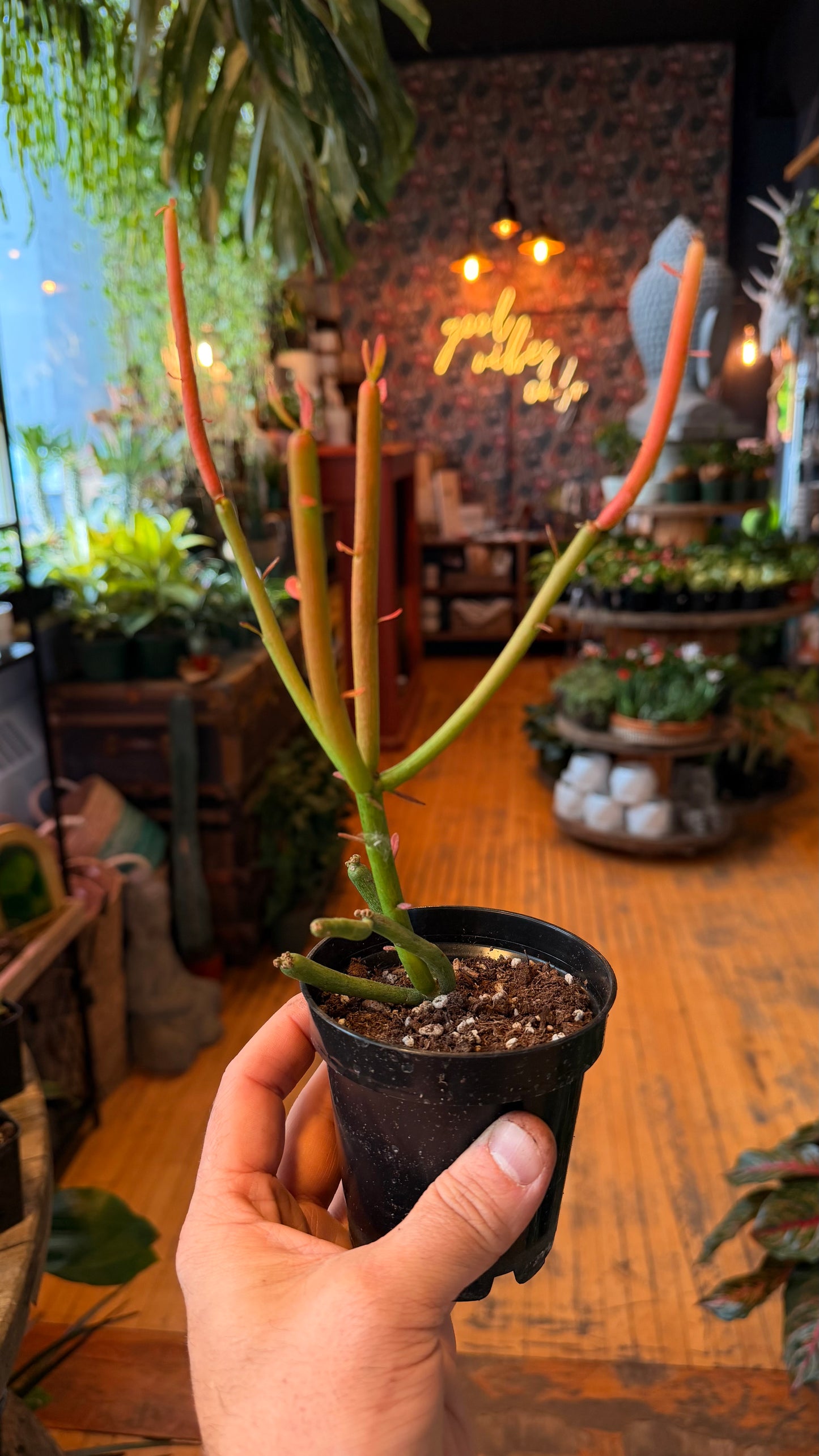 3.5” Euphorbia ‘Firestick’