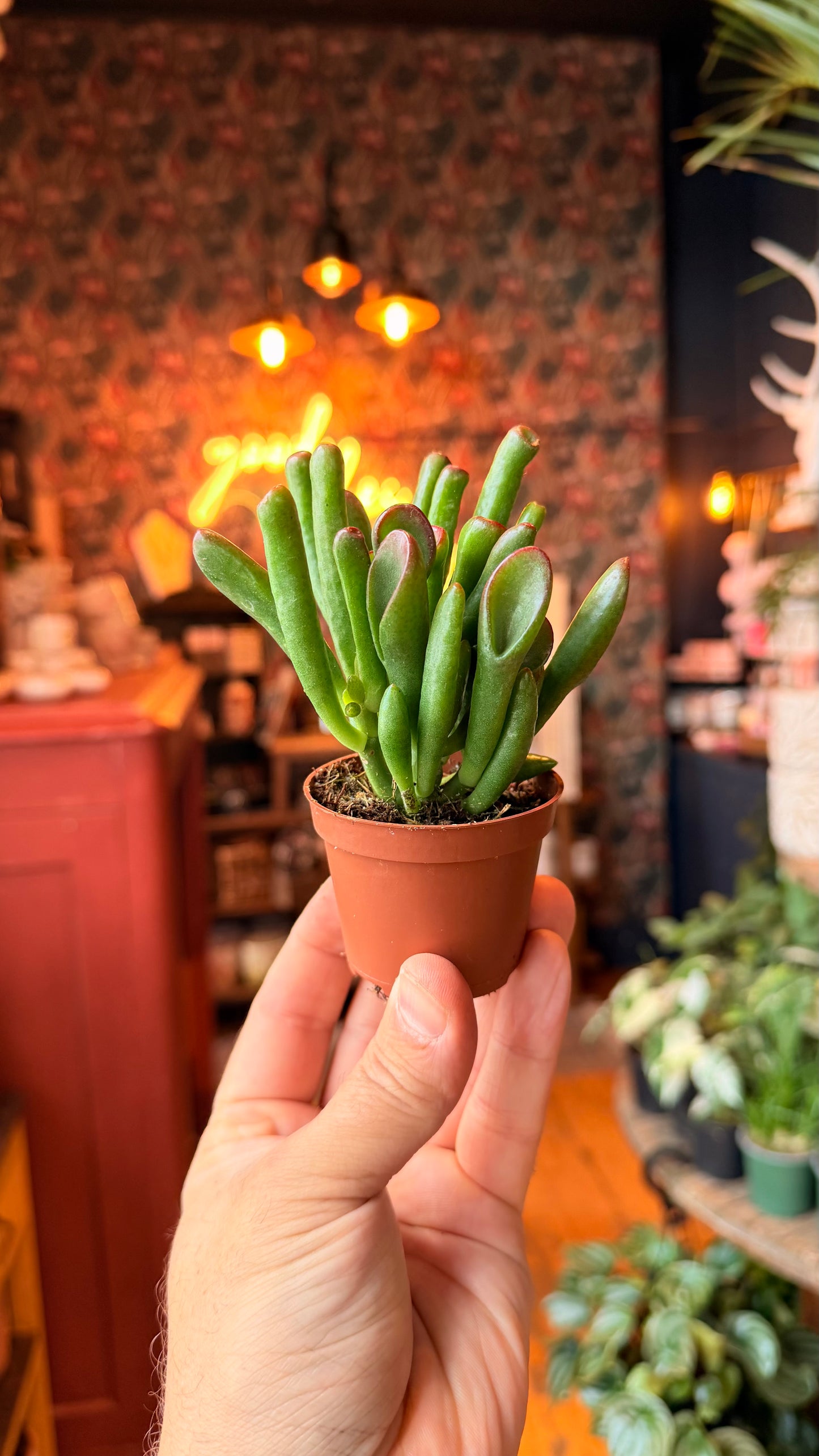 2.5” Ogre Ear Jade Plant