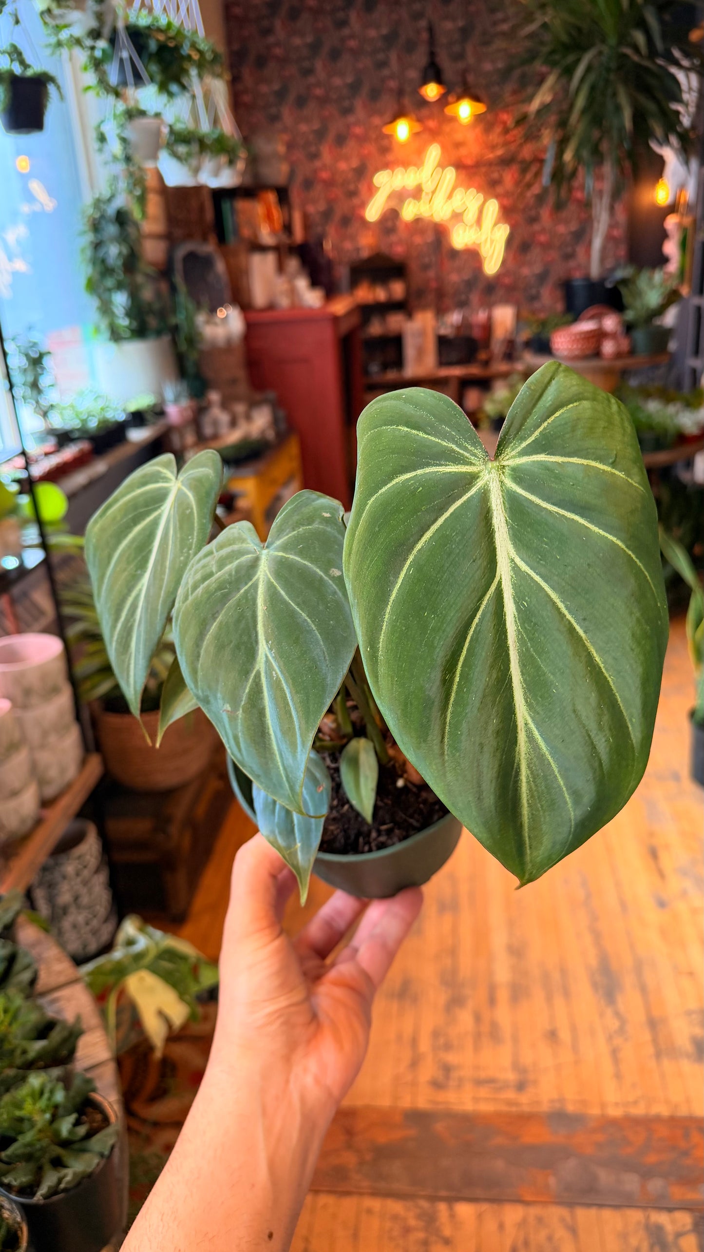 6” Gloriosum Philodendron ‘Dark Form’
