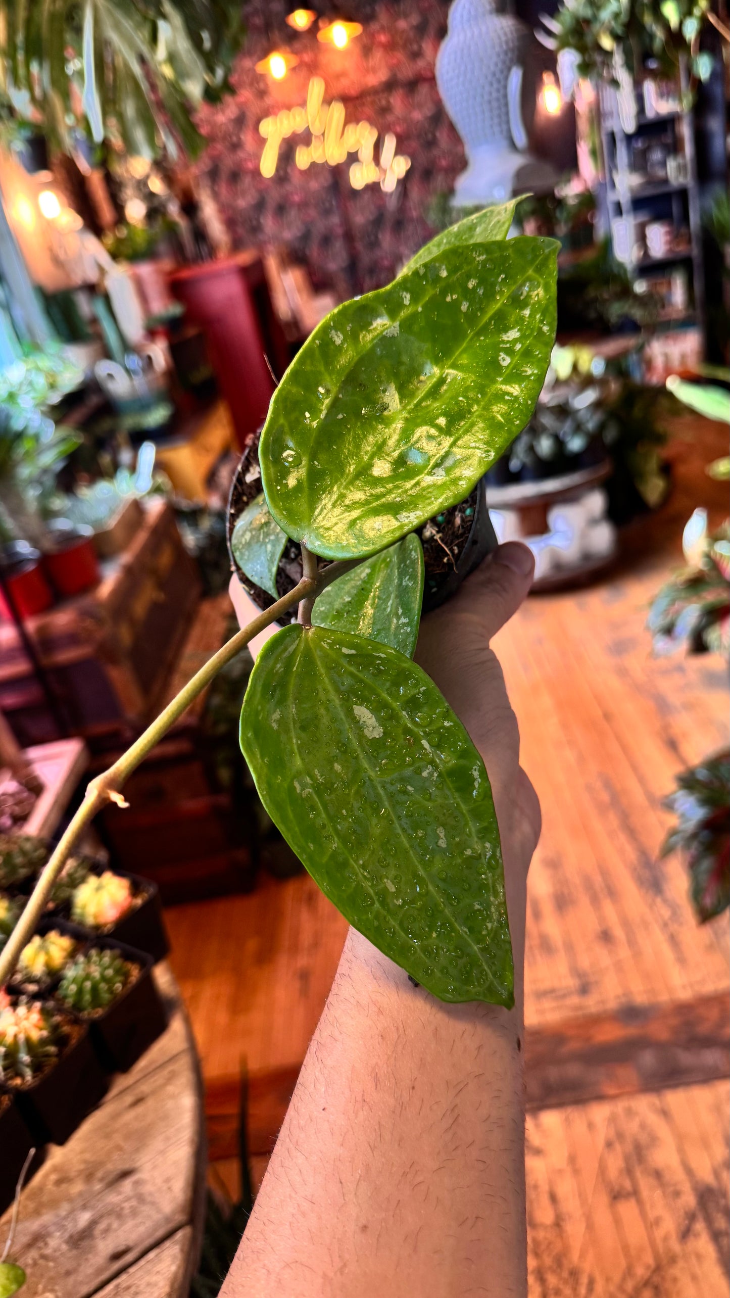 4” Rangsae Splash Hoya