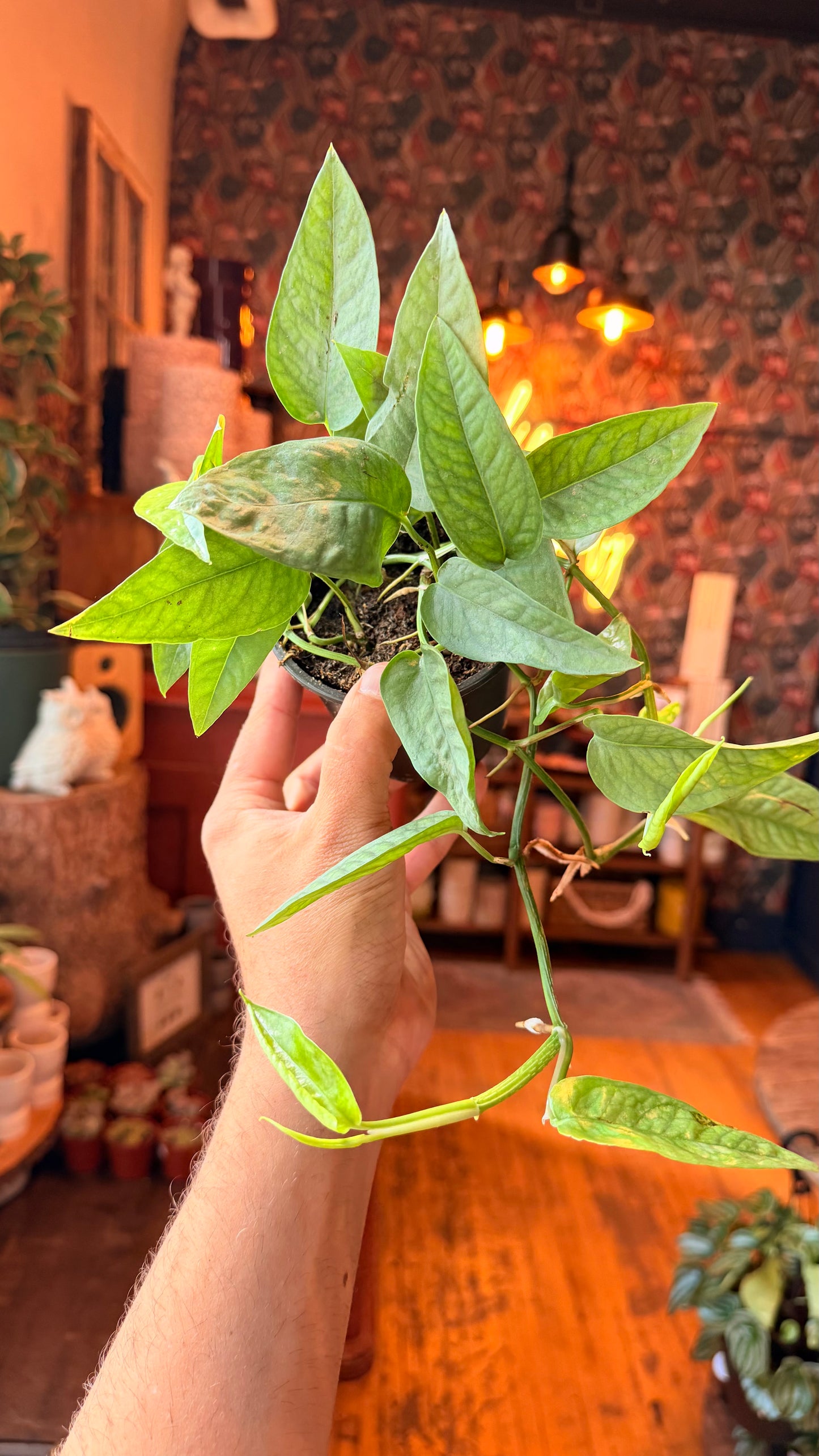 4” Cebu Blue Pothos