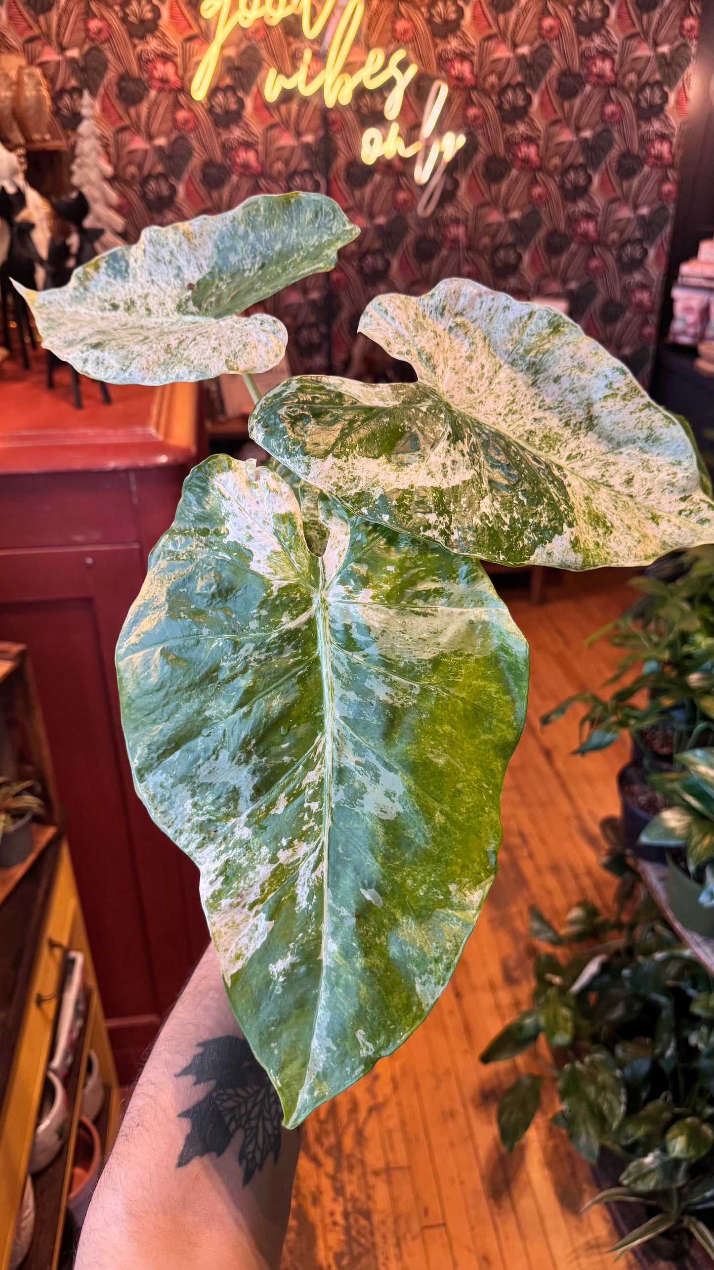 6” Alocasia Blizzard