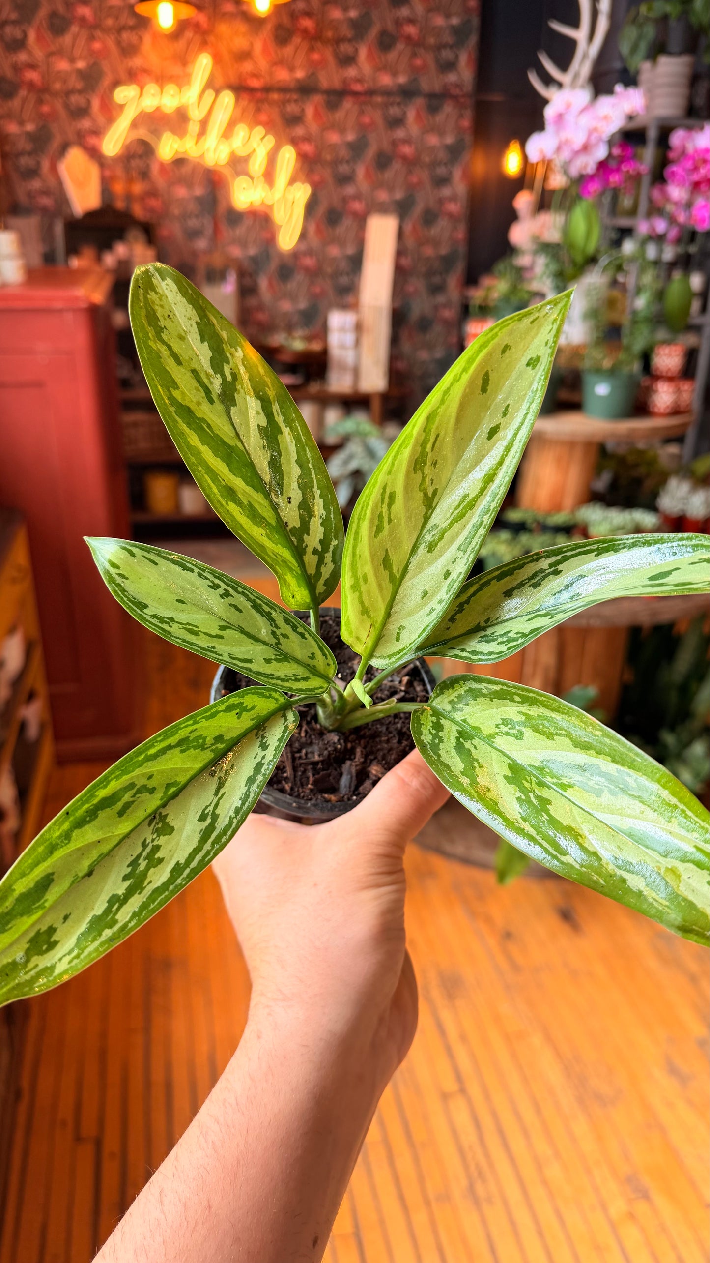 4” Aglaonema Christina