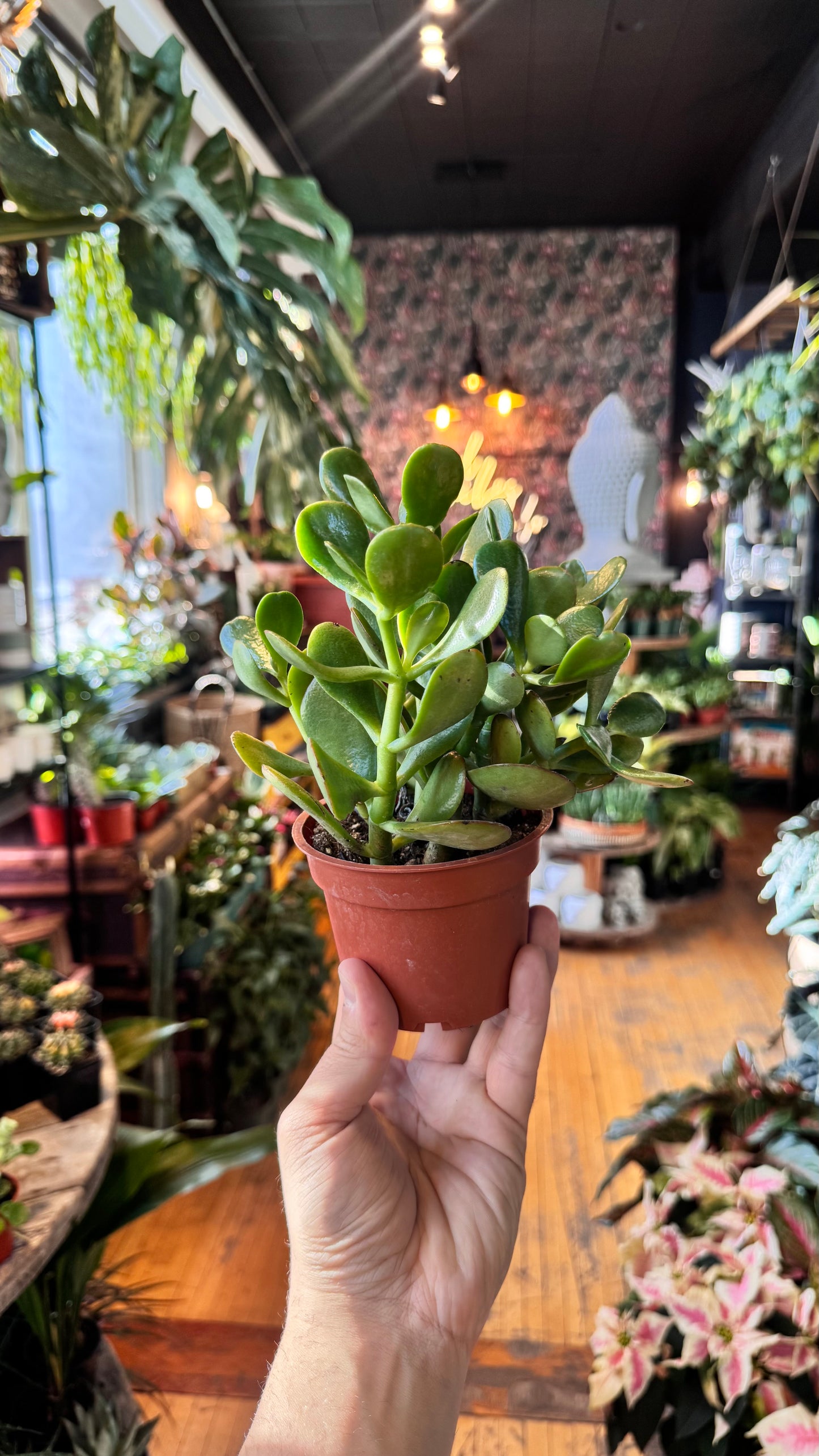 4” Crassula Jade Plant
