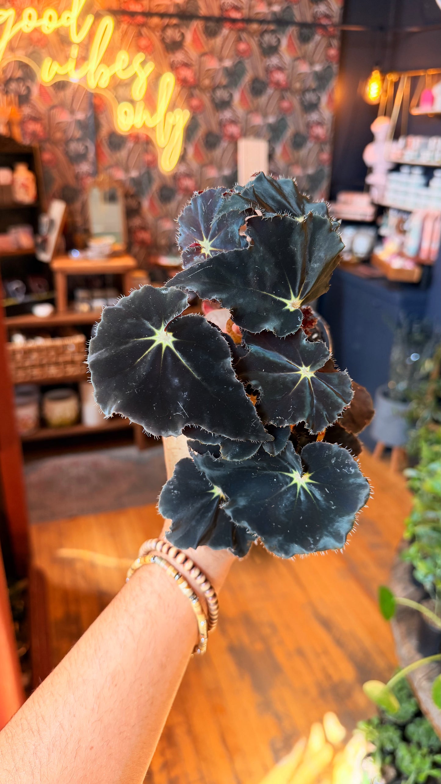 4” Black Mamba Begonia