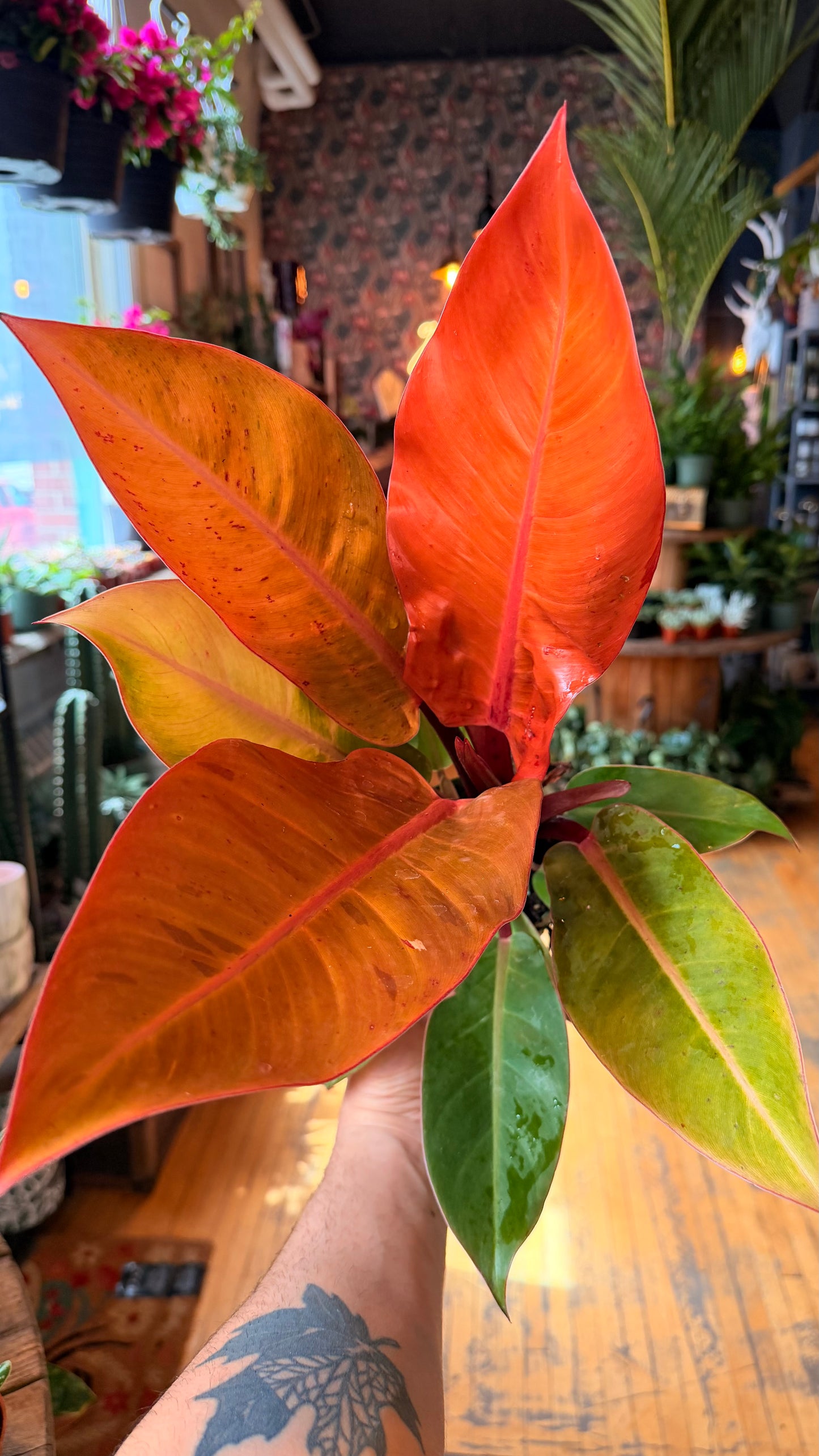 4” Red Sun Philodendron XL