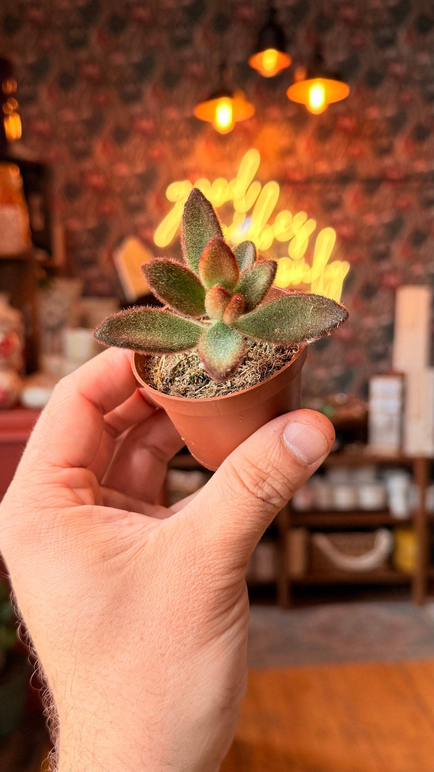 2.5” Kalanchoe ‘Chocolate Soldier’