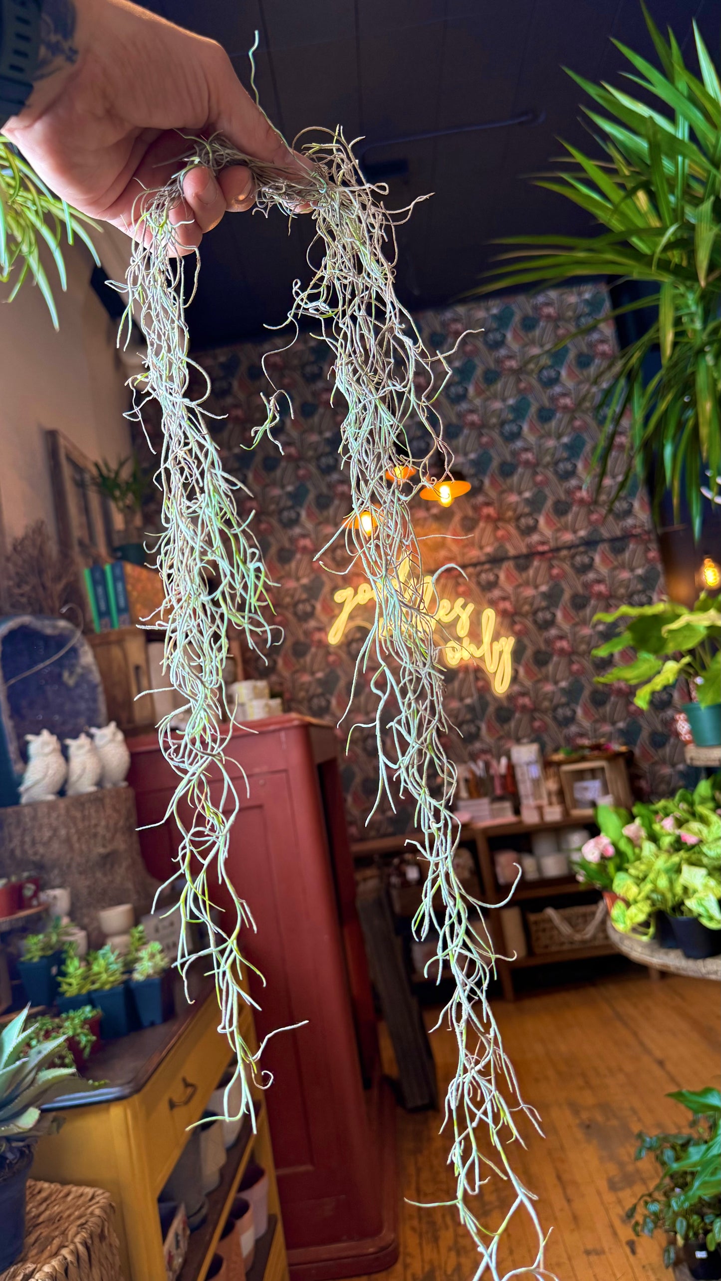 Spanish Moss Clump