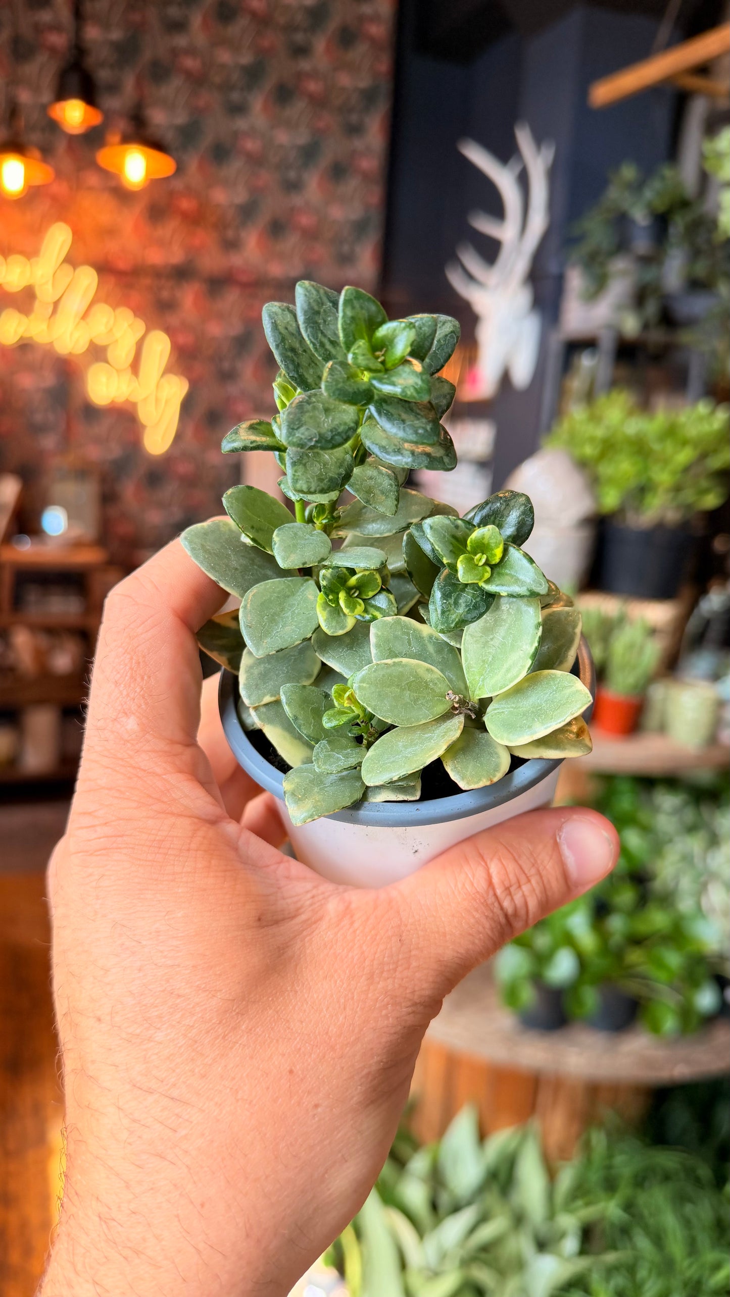 3.5” Variegated Mint Goldfish Plant
