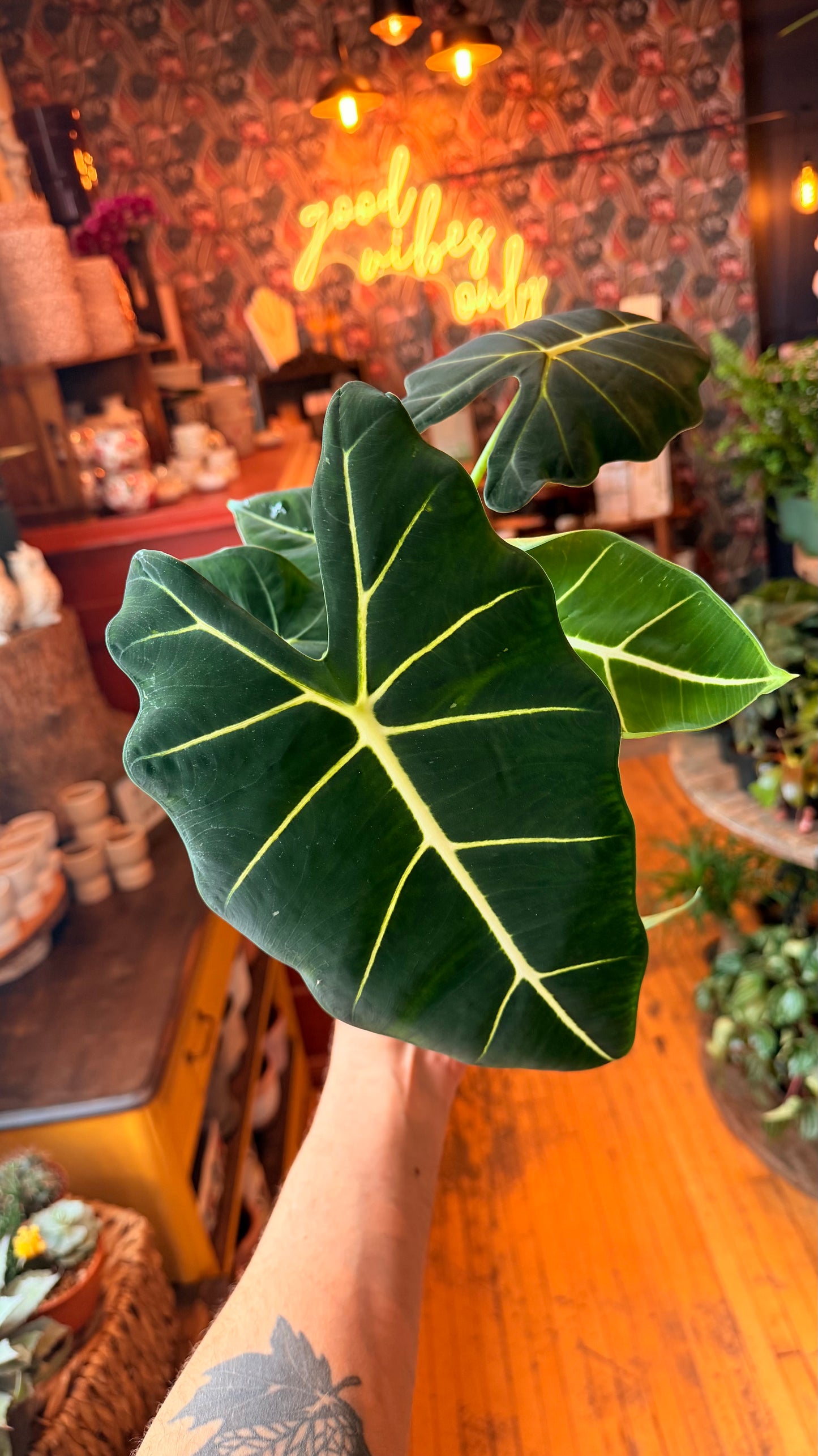 6” Frydek Alocasia