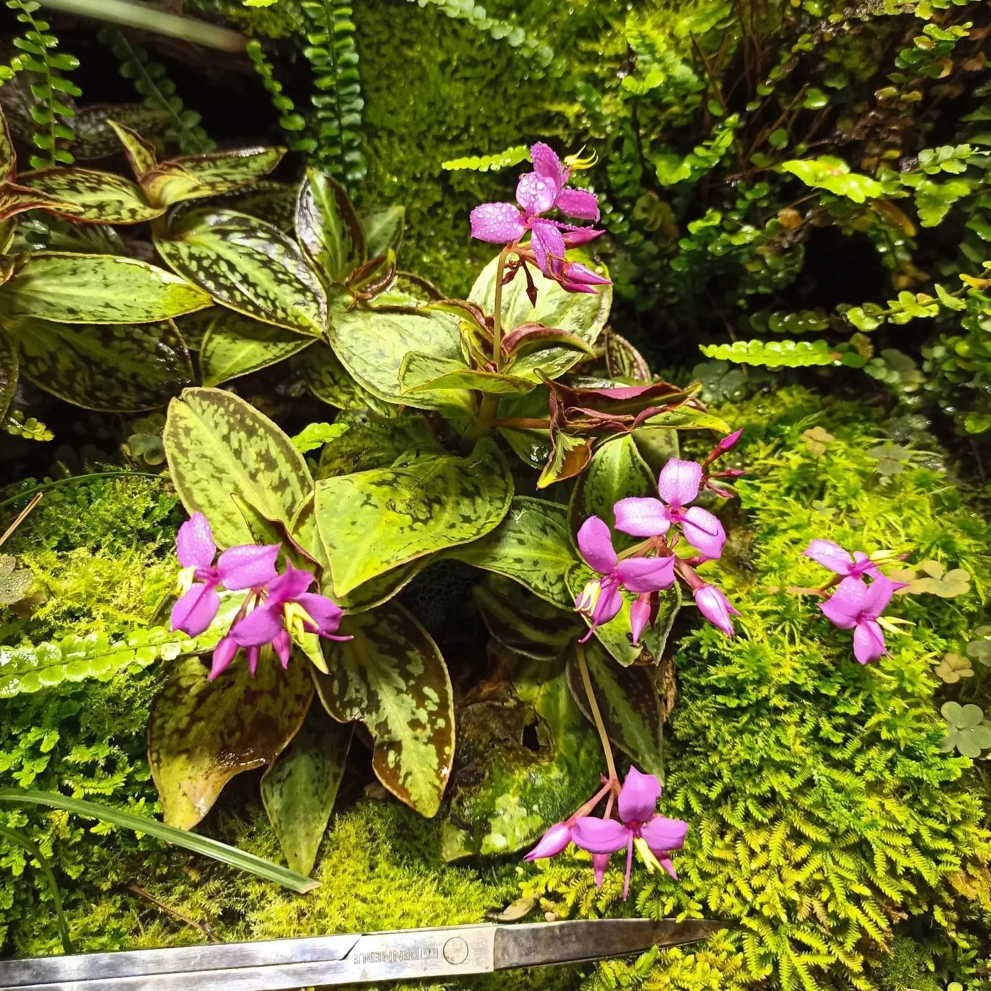 4” Sonerila Cantonensis