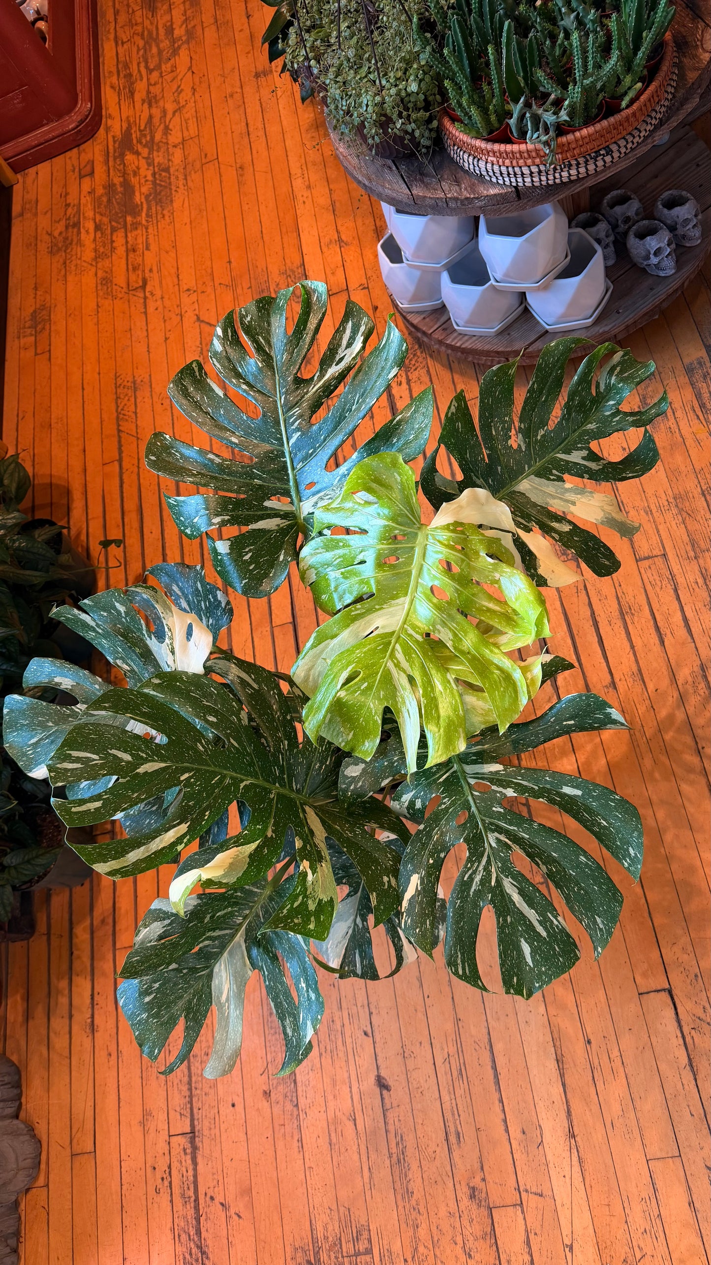 10” Thai Monstera XL