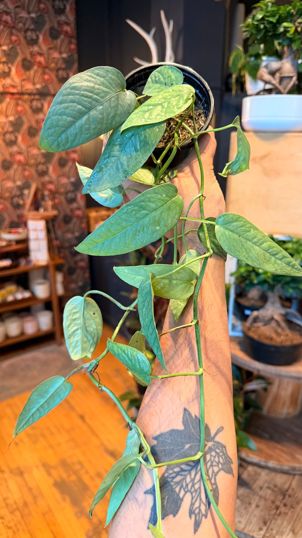 4” Cebu Blue Pothos
