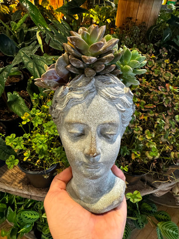 Goddess Succulent Arrangement