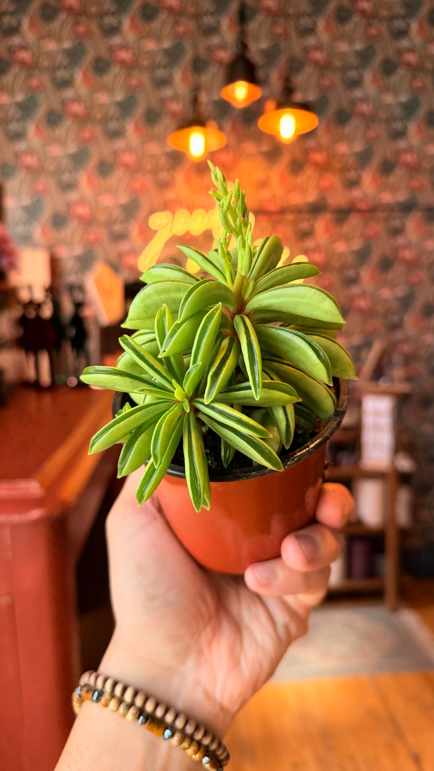 4” Peperomia Fireworks