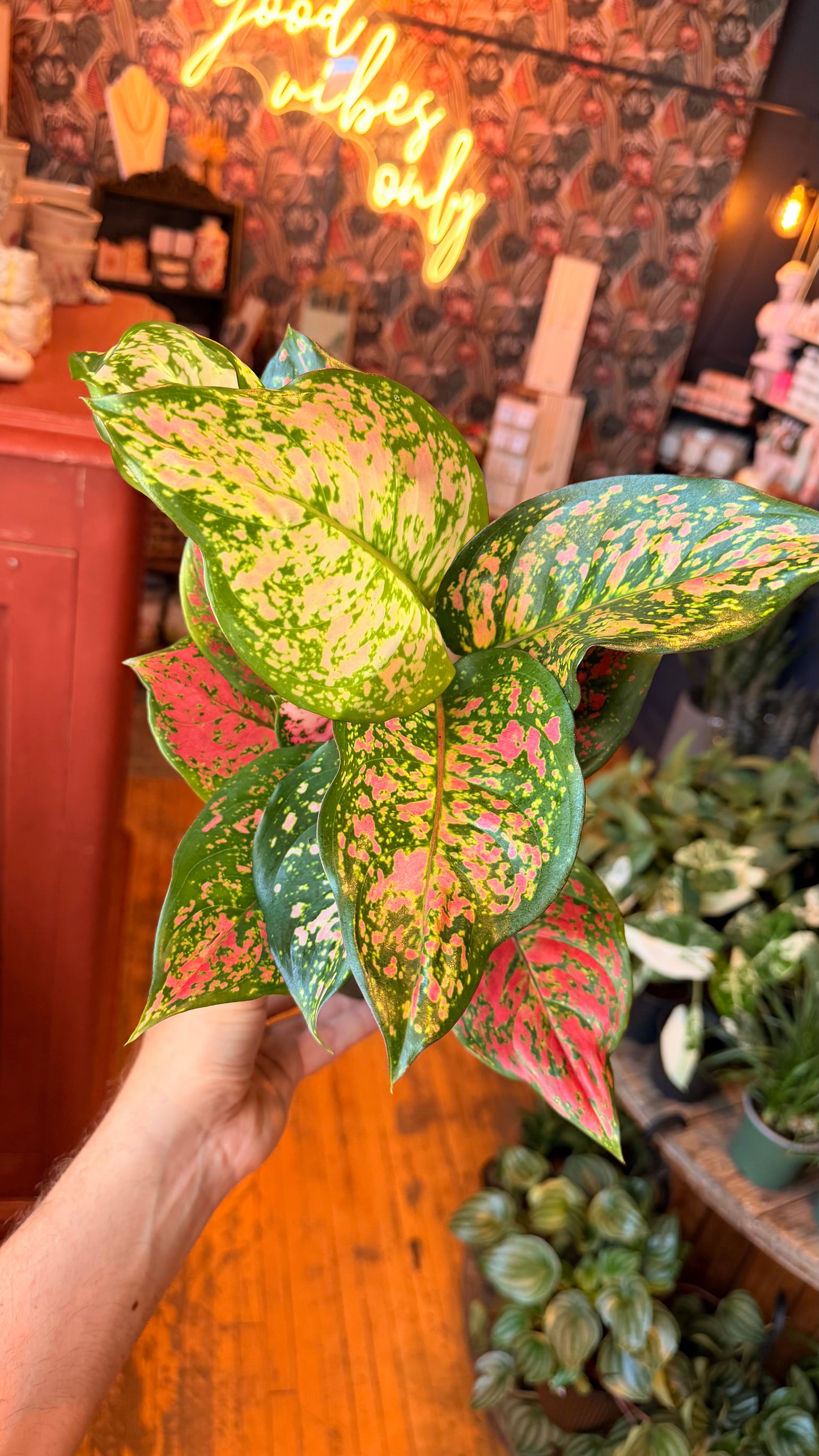 6” Ruby Ray Aglaonema