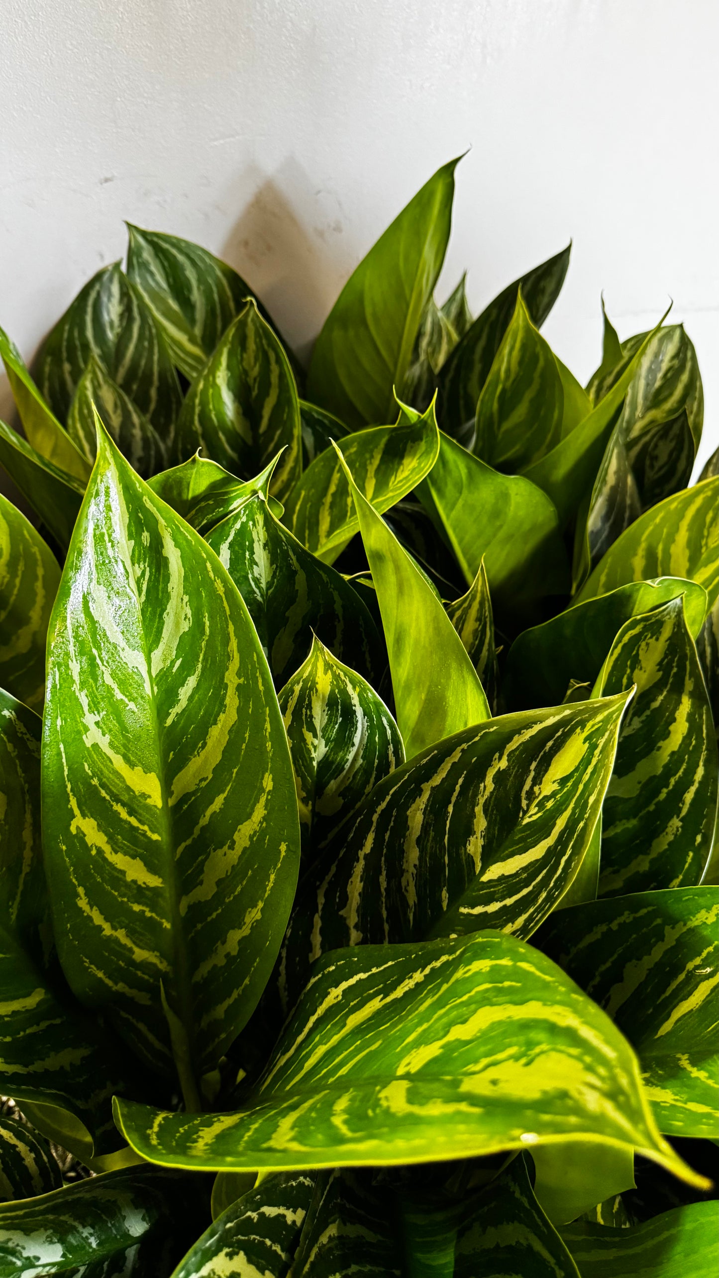 10” Aglaonema Stripes