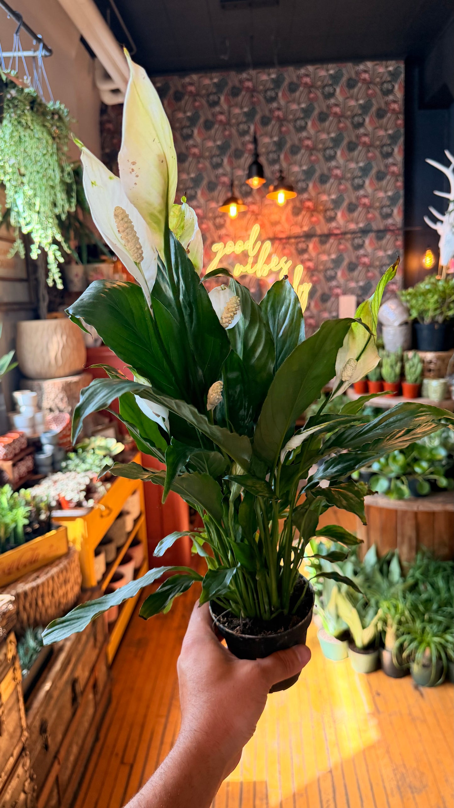 4” Peace Lily XL