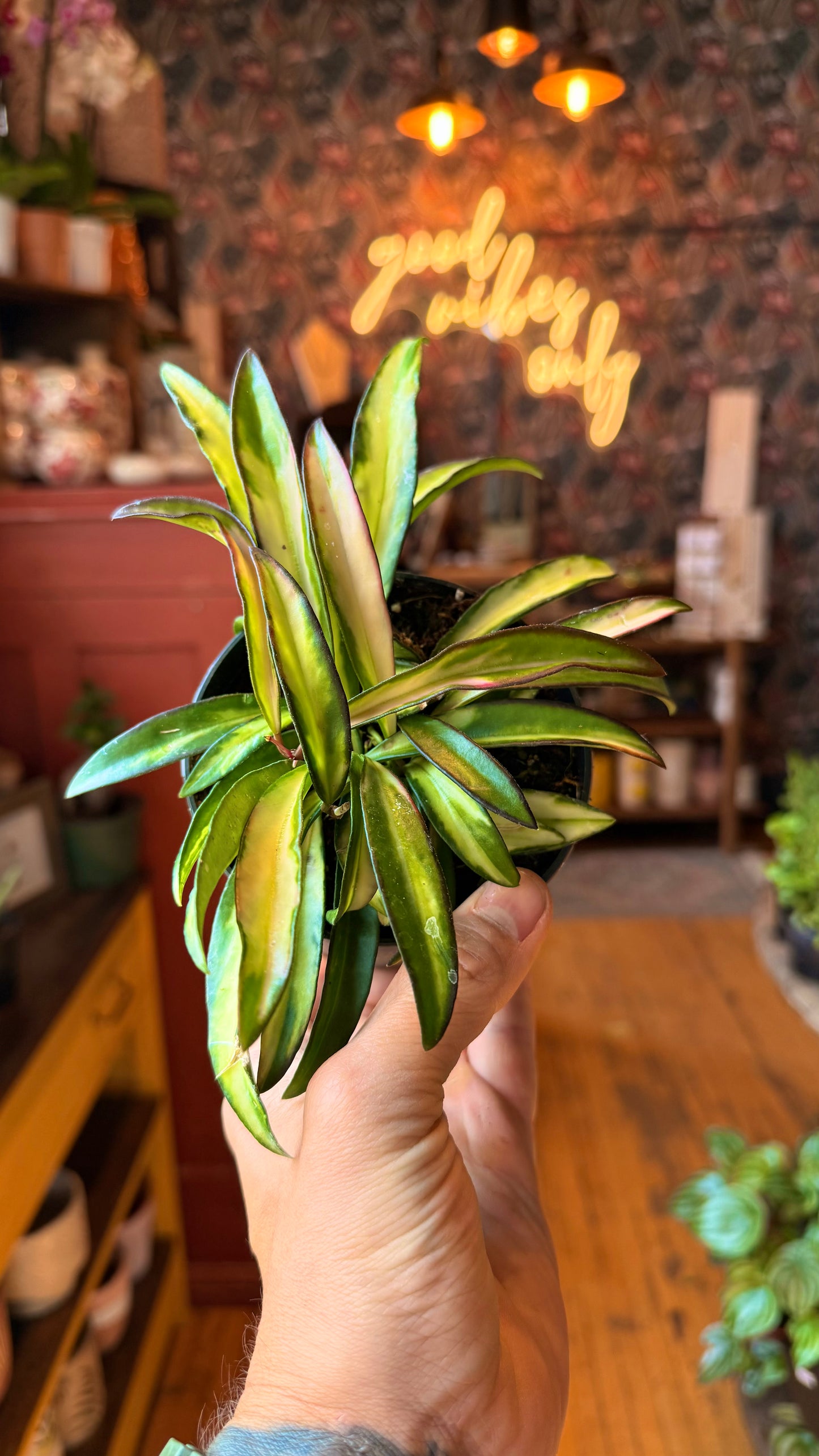 4” Variegated Kentiana Hoya