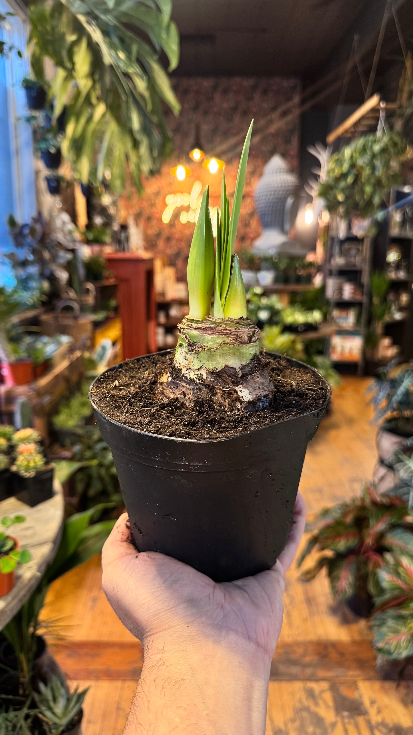 6” Double Bloom Amaryllis Assorted