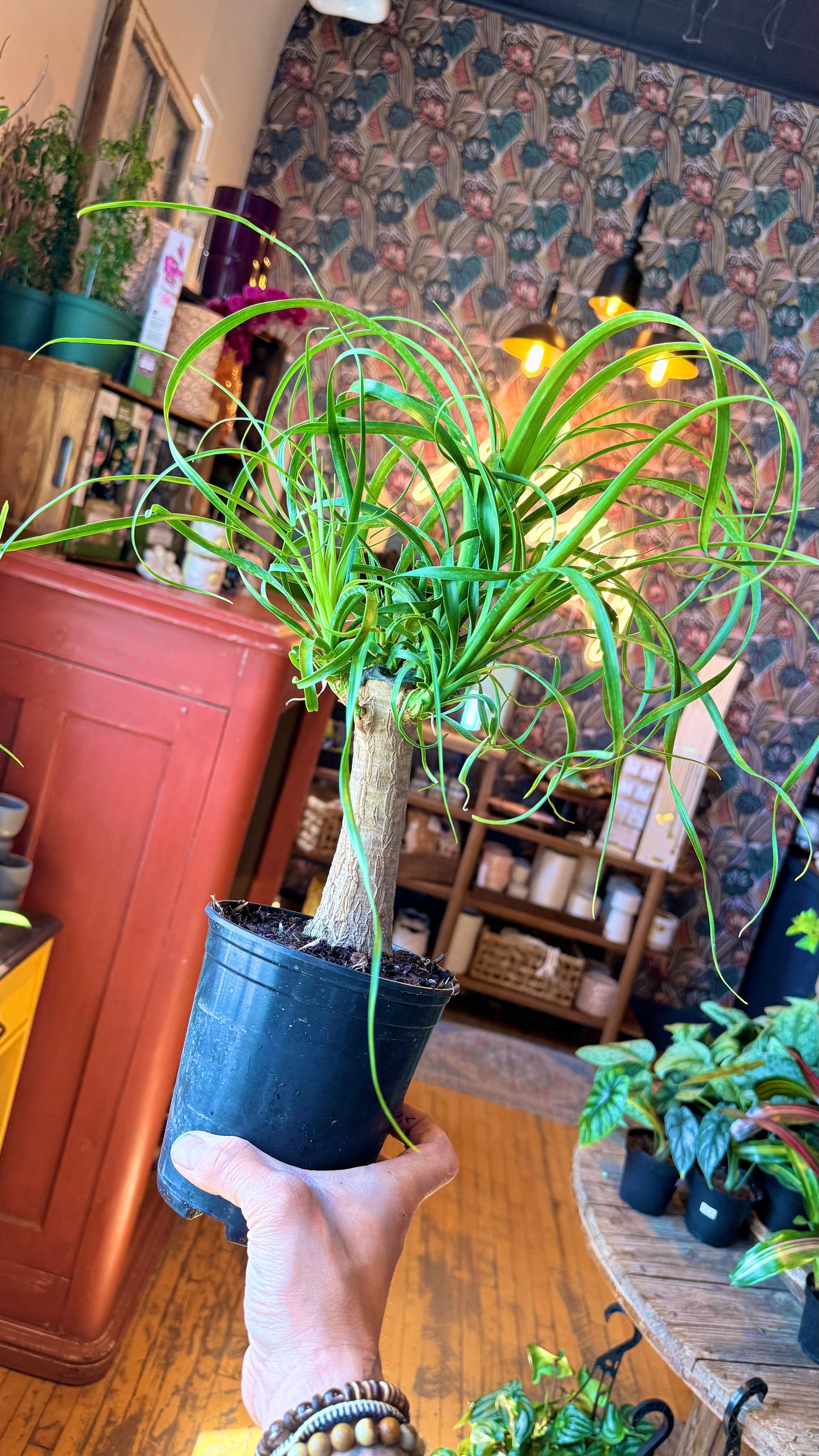 6” Ponytail Palm
