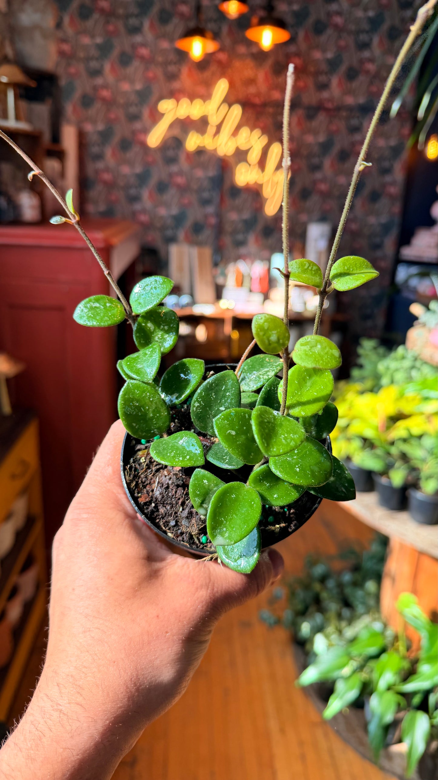 4” Mathilde Splash Hoya