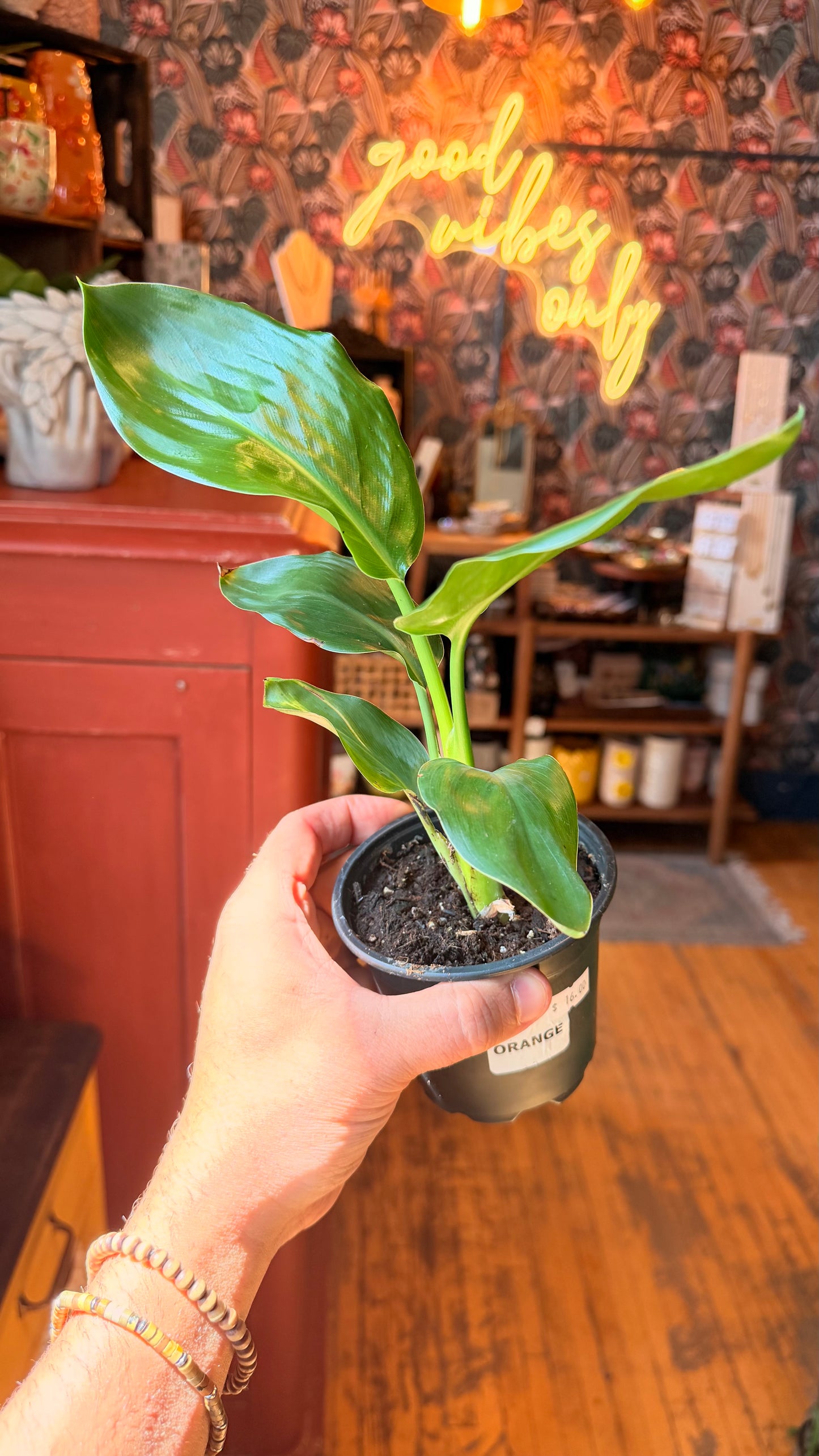 4” Birds of Paradise Orange