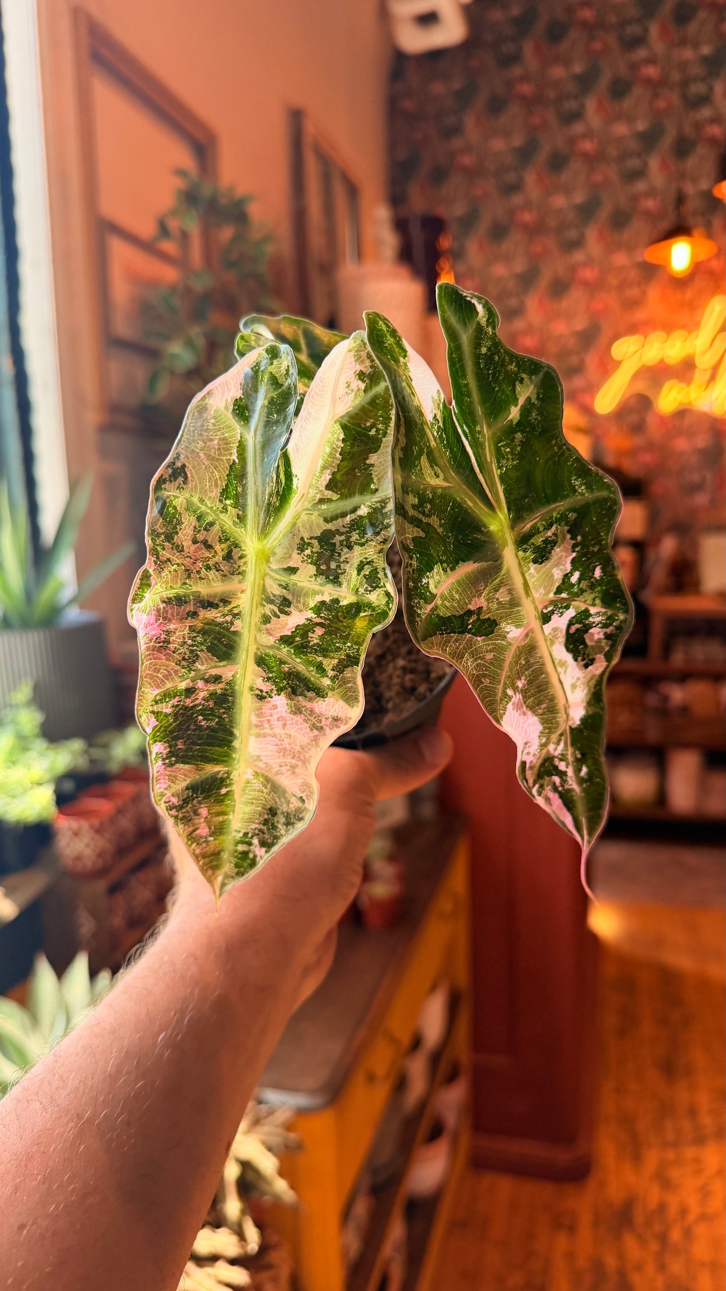 4” ‘Pink Snowflake’ Polly Alocasia