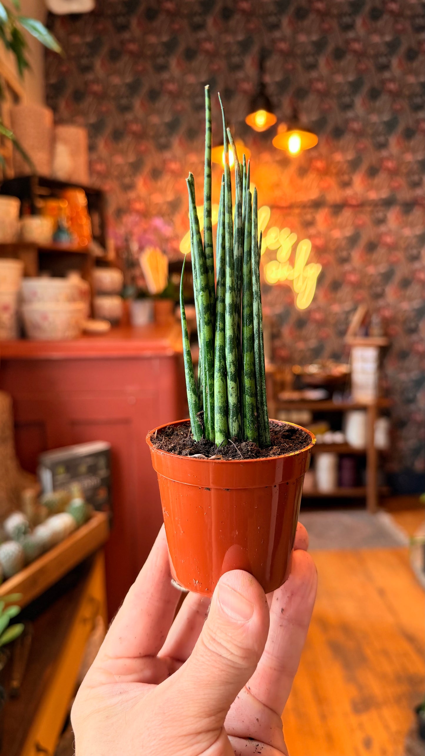 2.5” Fernwood Snake Plant