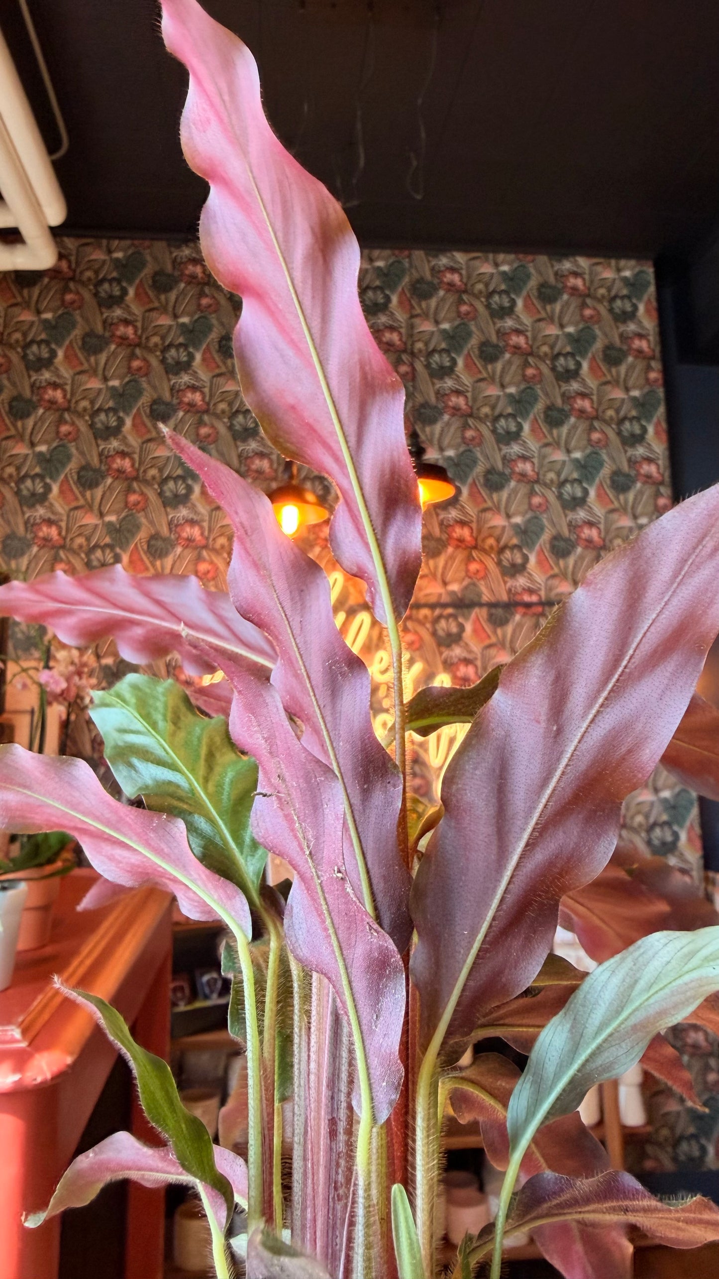 4” Calathea Furry Feather