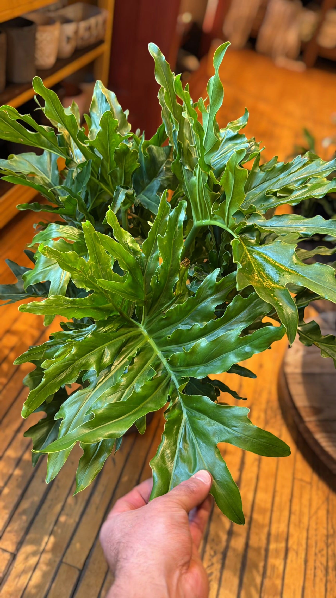 10” Philodendron Selloum
