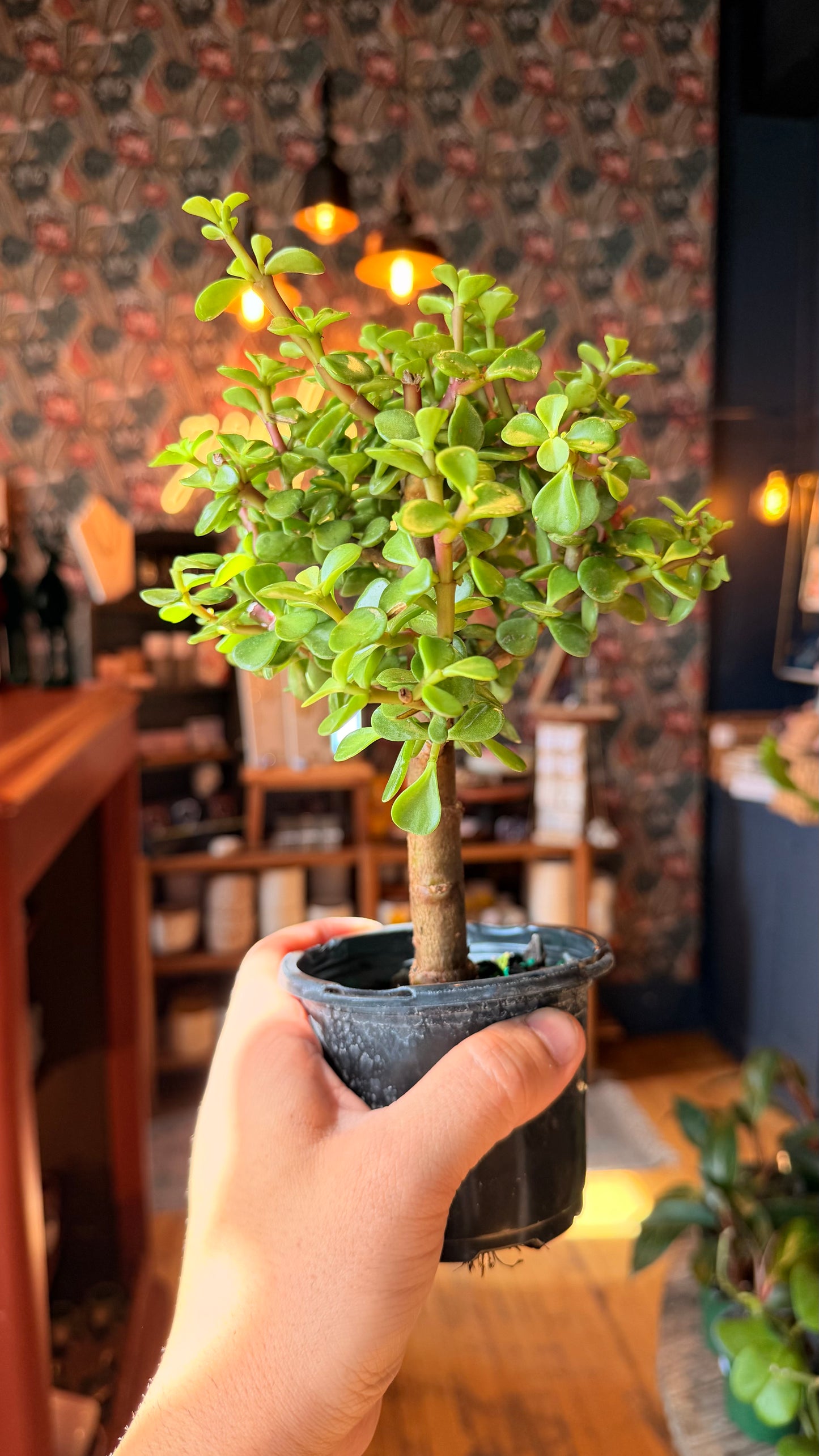 4” Jade Bonsai