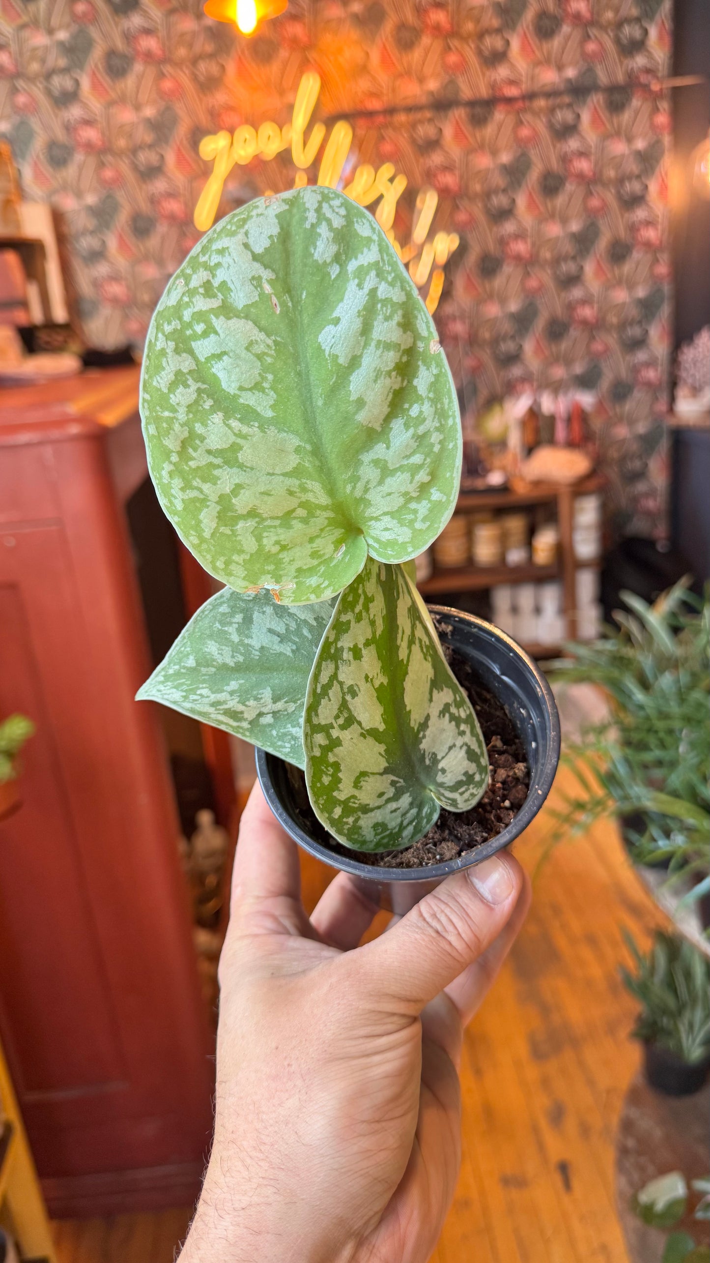 4” Exotica Scindapsus