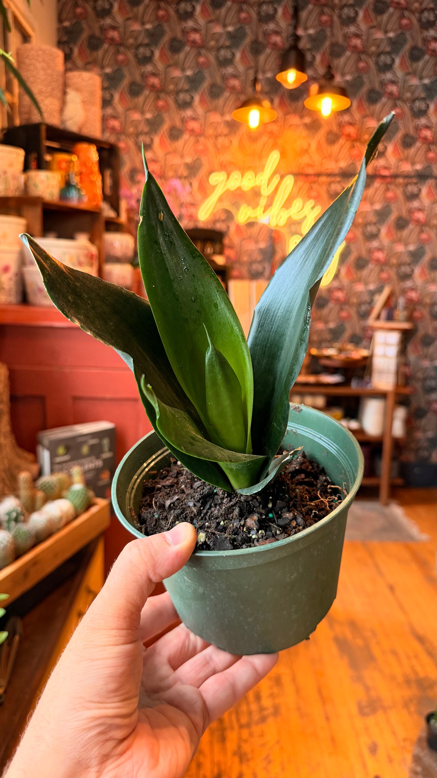 6” Black Dragon Snake Plant