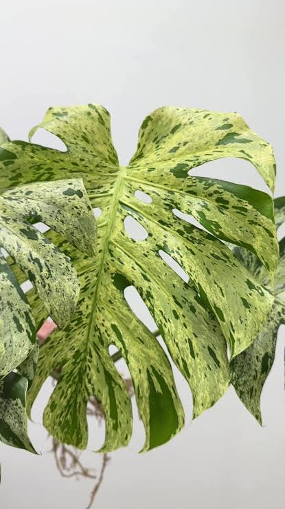 4” Bulbasaur Monstera
